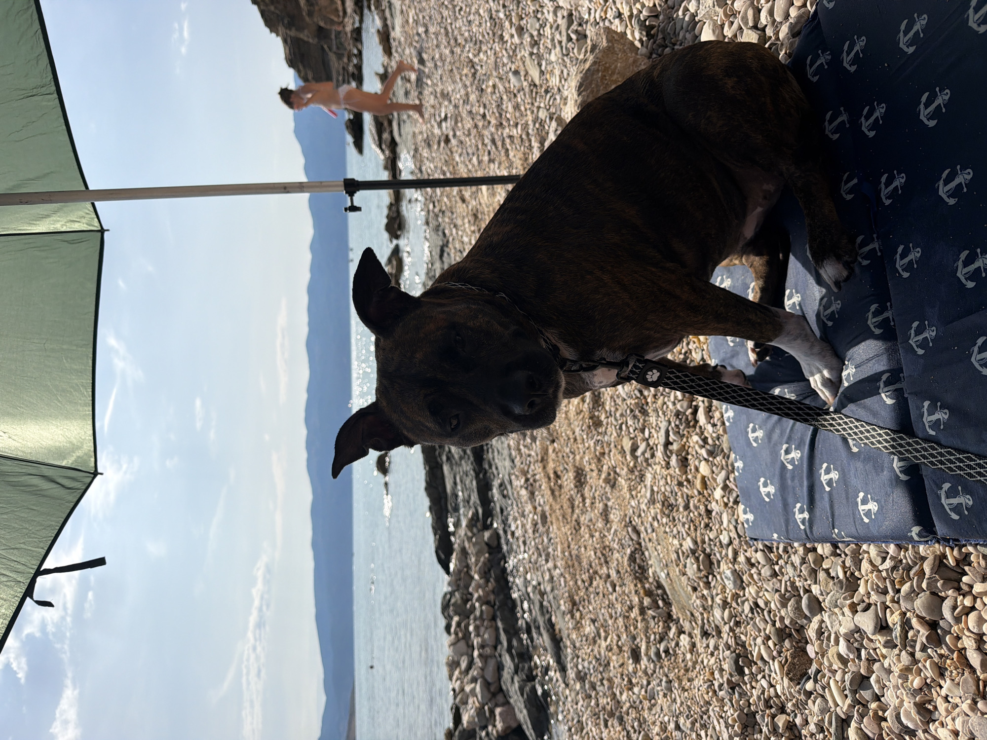 A brindle dog sits on a dark blue mat with white anchor patterns on a pebbly beach in Općina Baška, Croatia. The dog, facing the viewer, is partially under a green beach umbrella. In the background, the Adriatic Sea stretches towards a distant, hazy mountain range. A young person in a bikini walks away from the camera along the shoreline, and rocks jut out into the water. The sky is bright and partly cloudy.