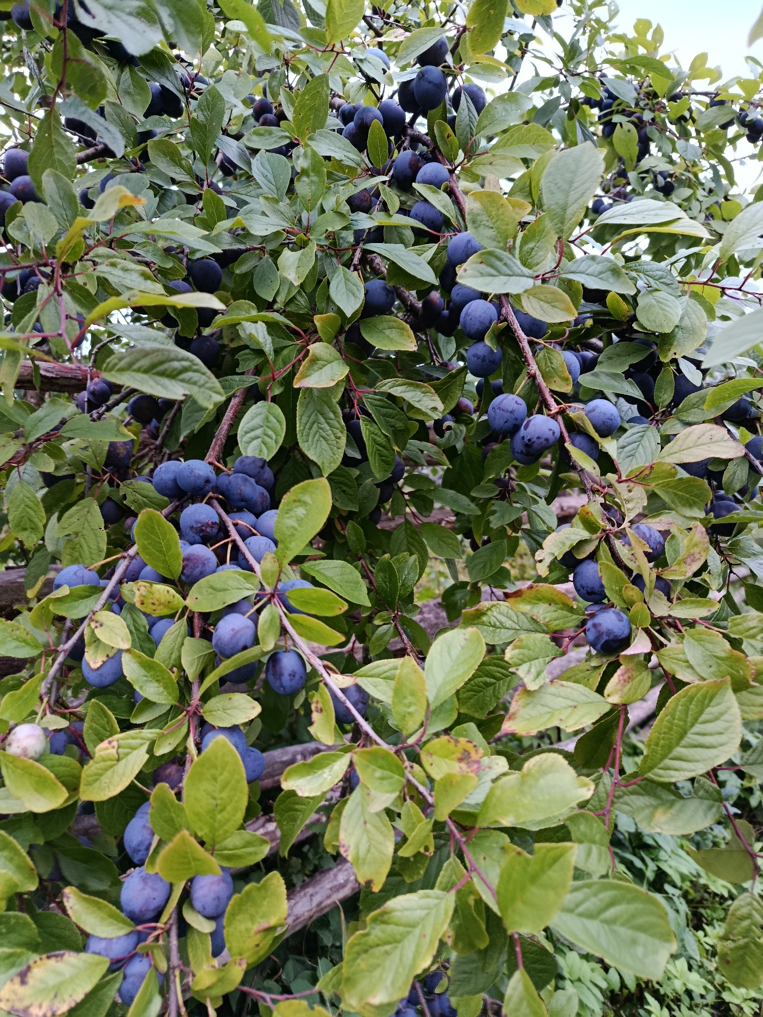 This is a close-up, eye-level outdoor photograph of a blackthorn bush laden with ripe, dark blue-purple fruits. The branches are laden with clusters of these fruits, many of which are round or slightly oval, with a matte finish indicating ripeness. The leaves of the bush are predominantly green, though some show signs of autumnal change with yellowing and browning edges. The background is a blur of green foliage and hints of a wooden structure, suggesting a garden or natural setting. The lighting is overcast, providing a soft, diffused illumination. The image was taken in the city of Vereya, Russia, implied by the context provided.