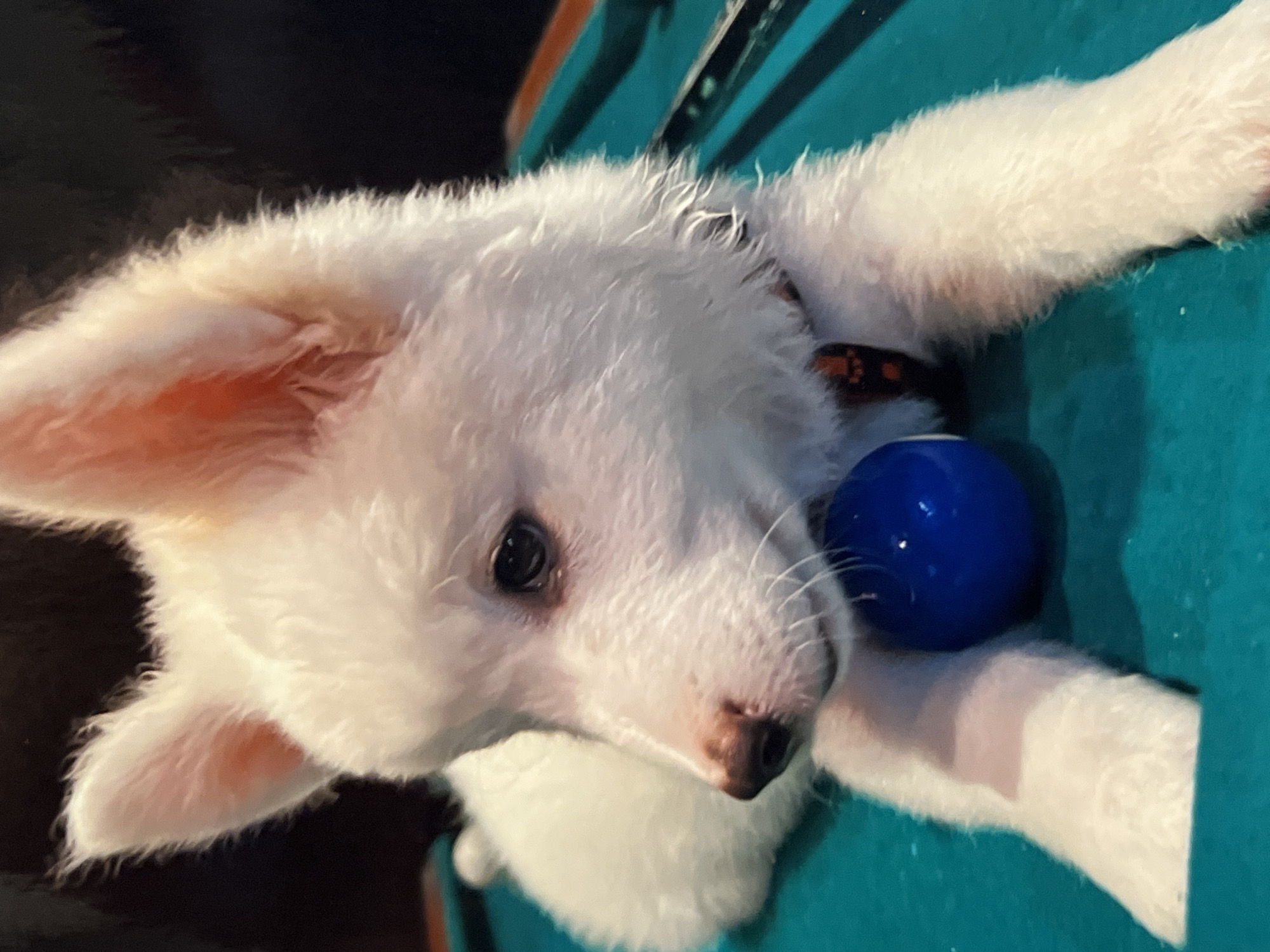 A white puppy with black eyes and a brown nose lies on a teal surface, possibly a pool table. A blue ball is positioned in front of the puppy. The puppy is wearing a dark collar with an orange pattern. The background is dark and out of focus. There is no indication of the city of Montfermeil, France in the image.