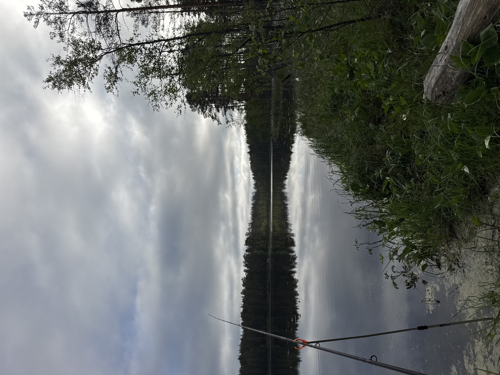 The image captures a serene natural landscape in Aleksandrovka, Russia, centered on a calm lake under an overcast sky. In the lower-left foreground, a dark-colored fishing rod is positioned, angled upwards and extending over the water, supported by a stand with an orange holder. The lake's surface is still, exhibiting clear reflections of the cloudy sky and the dense forest lining the far bank. Near the foreground bank, the water shows areas of light-colored surface residue, likely algae or pollen. The immediate right bank is overgrown with dense green vegetation, including various grasses, broad-leafed plants, and several small plants with white blossoms. A segment of a weathered, light-colored log is partially visible in the bottom right corner, resting amidst the foliage. The opposite shore of the lake is delineated by a continuous, dark green forest composed primarily of tall coniferous trees and some deciduous trees, which are also reflected in the water. The sky is dominated by thick, gray clouds, with some brighter patches indicating diffused light penetration. No individuals, animals, or artificial structures other than the fishing rod are explicitly visible within the scene.