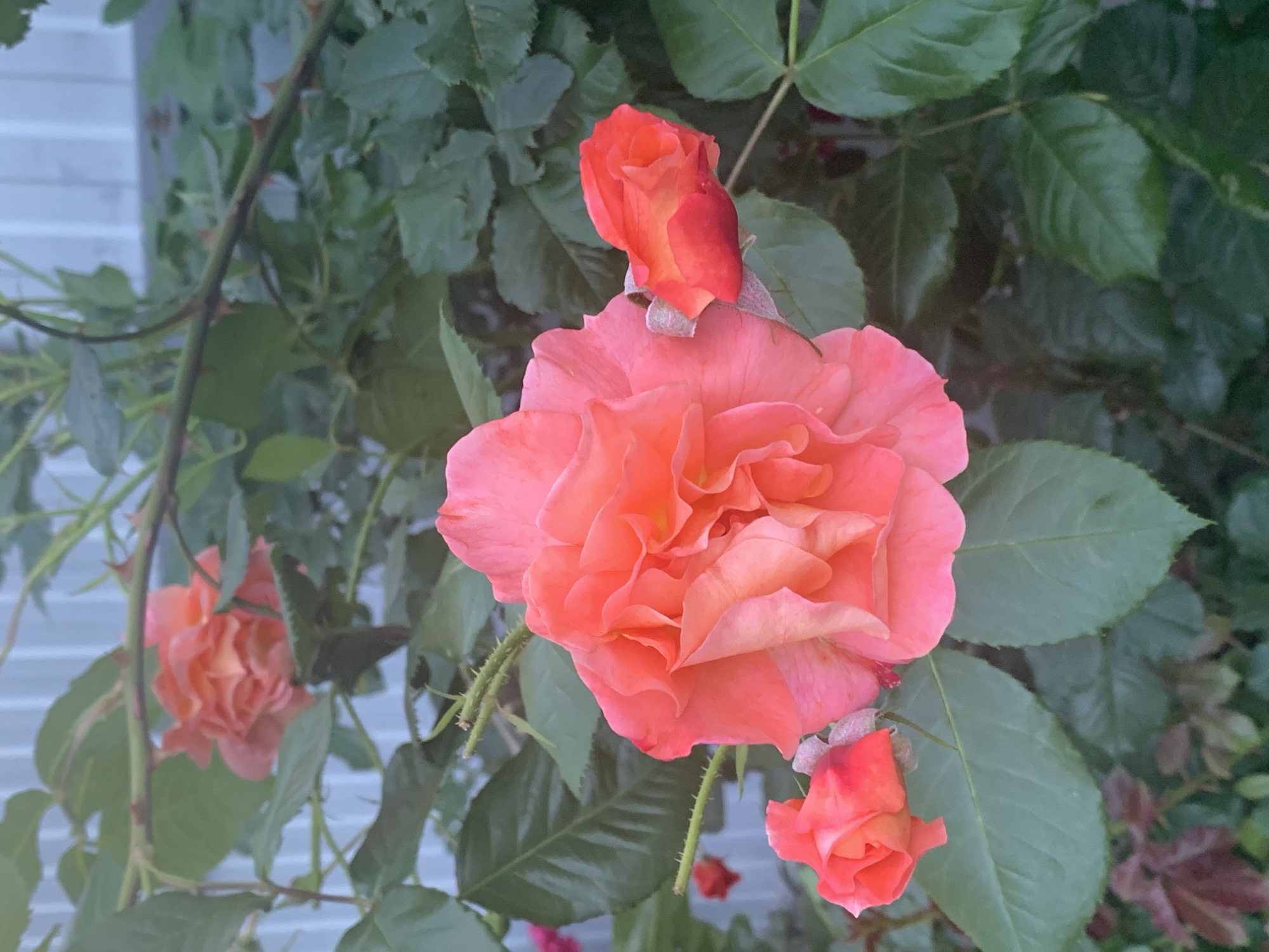 The image captures a close-up of vibrant roses and their foliage in an outdoor setting. The central focus is a large, fully open rose, exhibiting a beautiful blend of peachy-pink and light orange hues on its ruffled petals. To the upper right, a smaller, tightly closed rose bud displays more intense orange and red tones. Another partially open rose bud, similar in color, is visible in the lower right portion of the frame. A fourth, out-of-focus peach-colored rose can be seen in the mid-ground on the left.
The roses are set against a backdrop of lush green leaves, some appearing slightly glossy. Several thorny rose stems are interwoven throughout the foliage. In the blurred background on the left, the light-colored, horizontal siding of a building is visible, indicating the flowers are growing near a structure. The soft, diffuse lighting suggests it might be an overcast day or during the gentler light of morning or late afternoon. The scene evokes a sense of natural beauty and tranquility. No text is visible in the image.