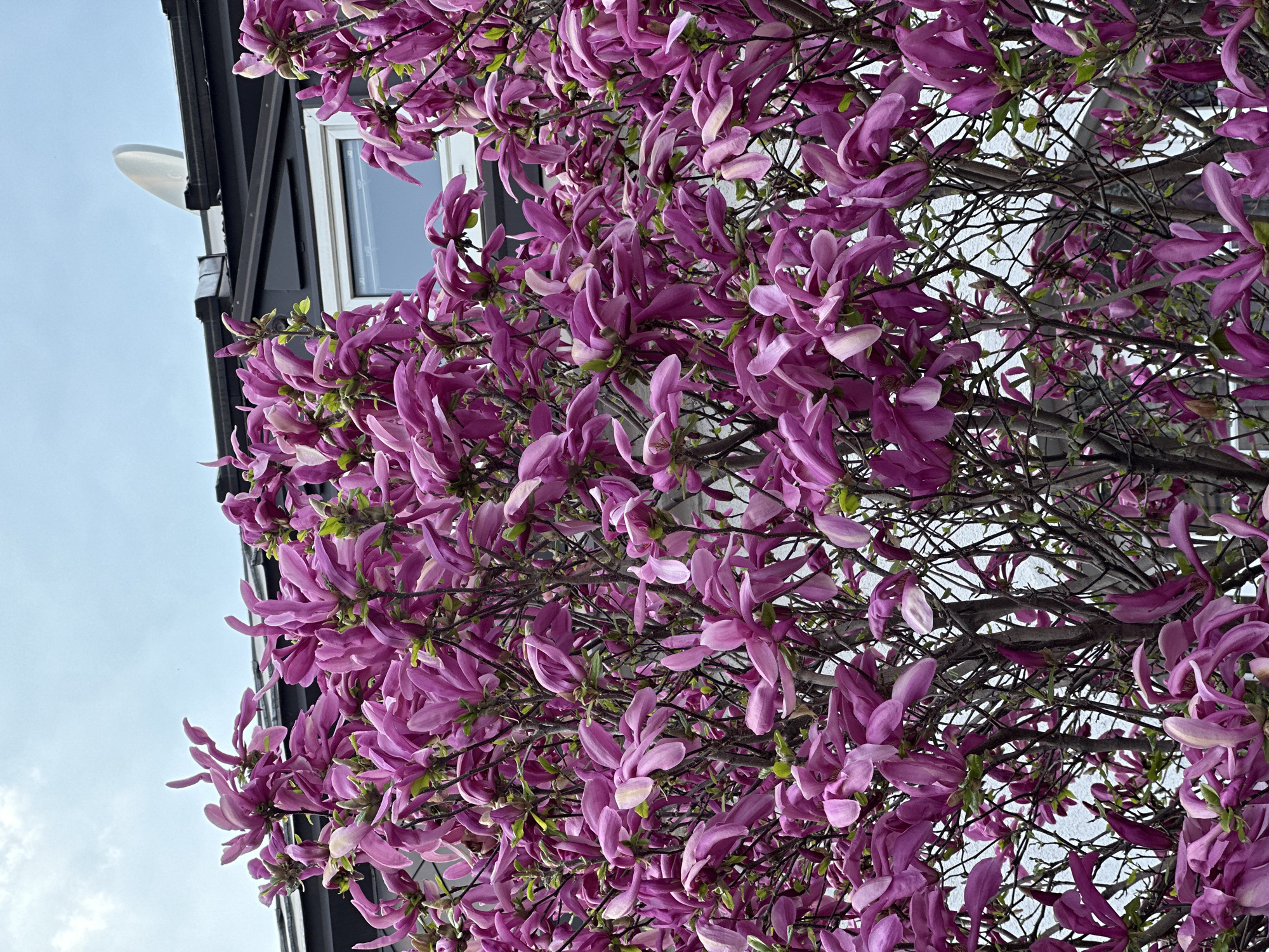 The image depicts a vibrant purple-pink magnolia tree in full bloom, dominating the foreground in Belgrade, Serbia. The tree is densely covered with large, magenta to light-pink flowers and numerous bare branches, with sparse green foliage visible. In the background, a dark-colored building structure is partially obscured by the tree. This building features a dark, possibly tiled, roof with a visible white-framed window set into a dark wall section below the roofline. A white, oval-shaped satellite dish is mounted on the dark roof. The sky above is a pale blue with scattered white cloud formations visible. No individuals, actions, or specific interactions are depicted in the scene.