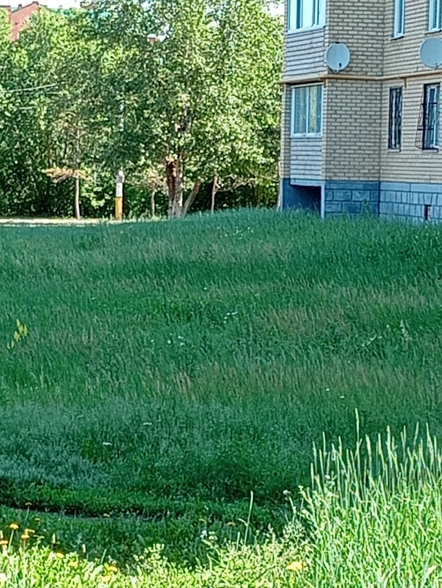 The image depicts a grassy slope in front of a brick apartment building. The building has several windows, satellite dishes mounted on the facade, and a gray block foundation. Dense green trees form a backdrop behind the building and slope. The grass is tall and appears somewhat unkempt, with some yellow wildflowers visible at the bottom of the frame. The overall scene suggests an urban or suburban environment during daylight. No people are visible in the image.