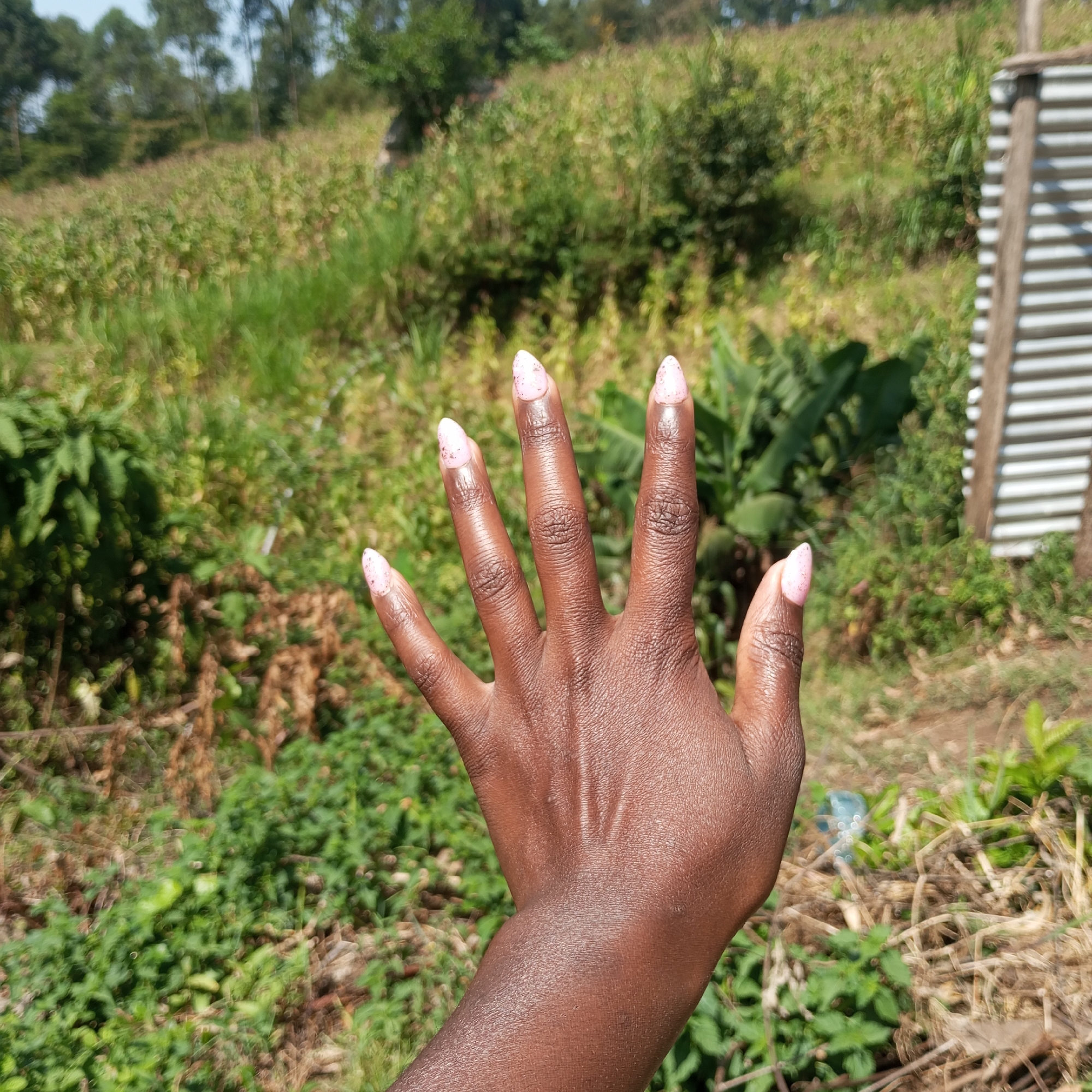 A close-up, slightly angled shot shows a person's left hand with manicured nails extended forward against a blurred background of lush green vegetation, including what appears to be a banana plant and a corrugated metal structure. The hand is dark-skinned and the fingernails are painted a light pink with subtle glitter speckles. The skin on the hand exhibits a slight sheen, suggesting moisture. The background is a natural outdoor environment, with various shades of green foliage, dry brown stalks, and a clear sky visible in the upper portion. The scene is likely outdoors in a rural or semi-rural setting, possibly within Mahiakalo ward, Kenya, given the characteristic vegetation and agricultural appearance. The overall impression is one of everyday life in a natural, possibly agricultural, setting, with a focus on the detail of the manicured hand against the natural backdrop.