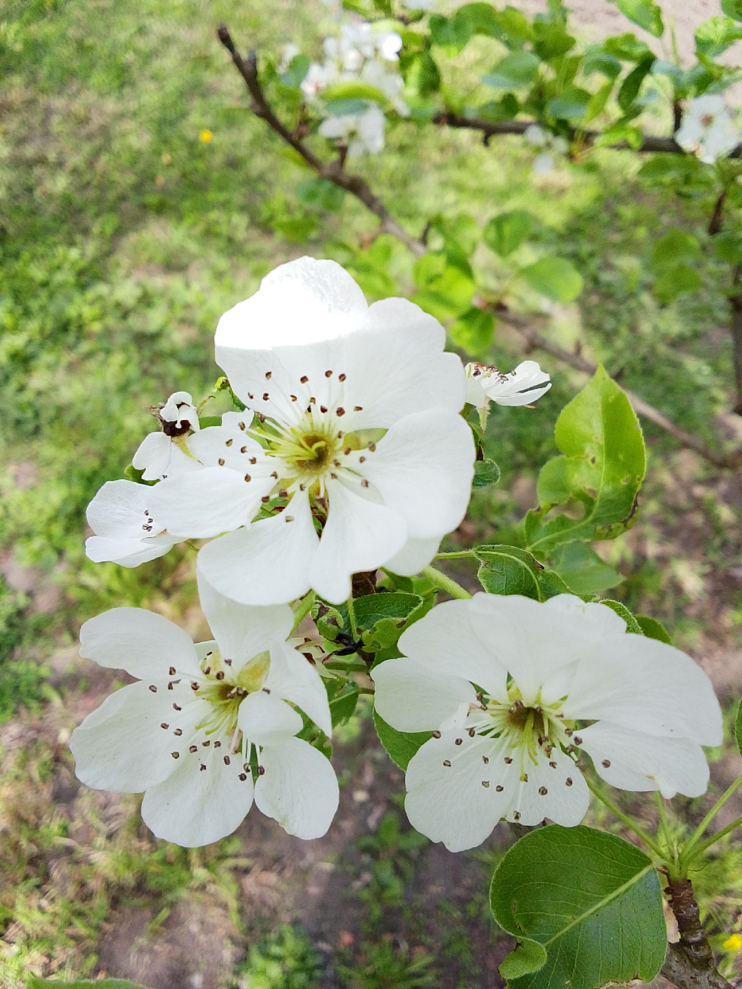 The image shows a close-up of several white flowers with yellow-green centers and brown stamen tips, likely from a tree in bloom. The background is blurred, showing green foliage and patches of grass. The location is specified as Khlevnoye, Russia, but there is no additional evidence from the image to confirm or deny this. There are no people visible in the image.