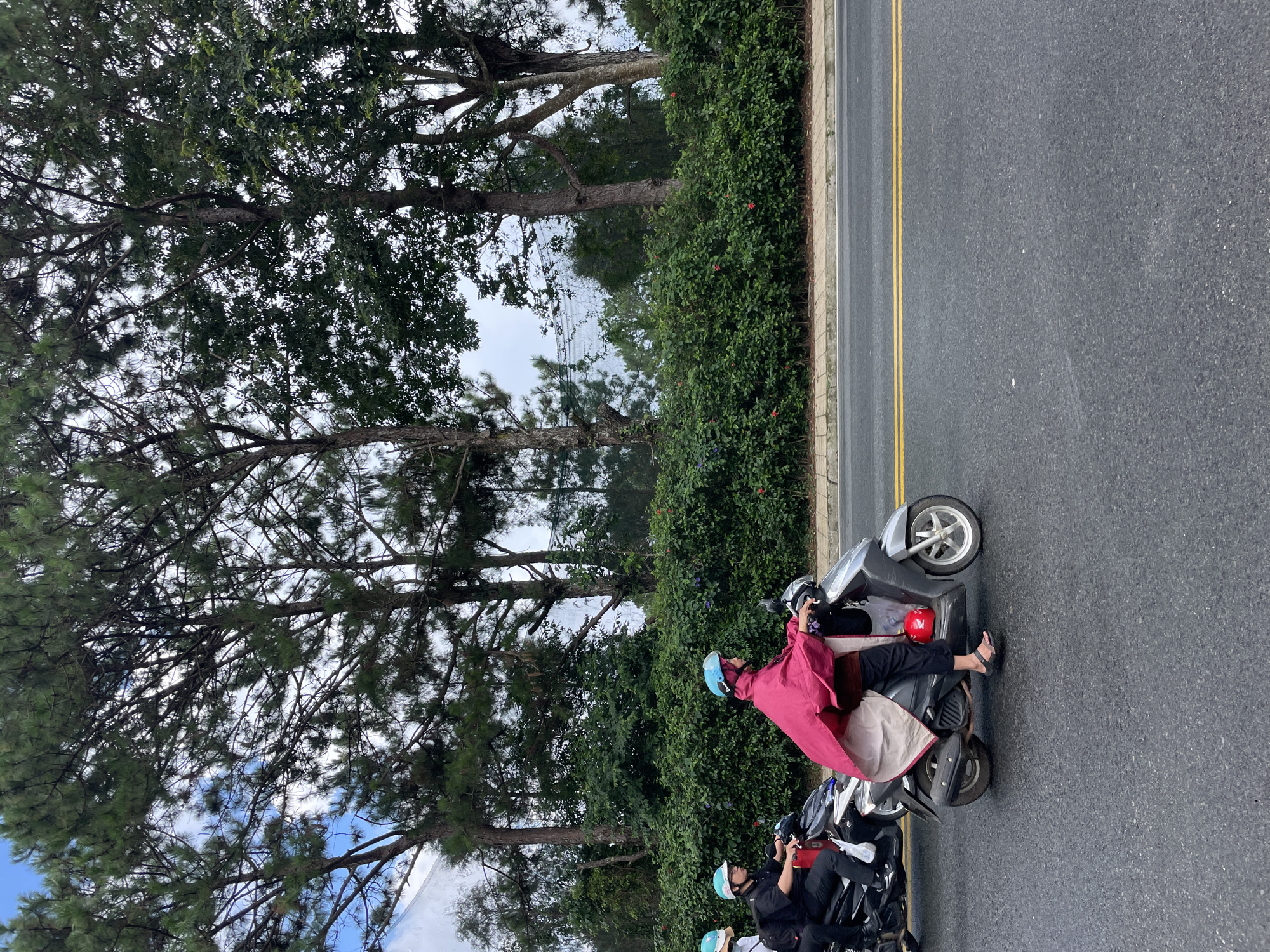 A medium shot captures three people riding motorbikes on a paved road lined with a dense green hedge and tall pine trees in Da Lat, Vietnam. The person in the foreground, wearing a blue helmet and a vibrant pink poncho over dark clothing, operates a silver scooter. They are in motion, with their legs visible and wearing sandals. To their left, another individual with a blue helmet, black shirt, and black pants rides a dark-colored scooter. A red gas cap is visible on the front of this scooter. Partially visible on the far left is a third person on a motorbike, also wearing a light blue helmet. The road has a concrete sidewalk to the right, with yellow double lines marking the traffic lanes. The background is dominated by the lush green foliage of the hedge and the towering pine trees, with a cloudy sky above. The overall impression is a typical street scene in Da Lat, known for its pine forests and cooler climate.