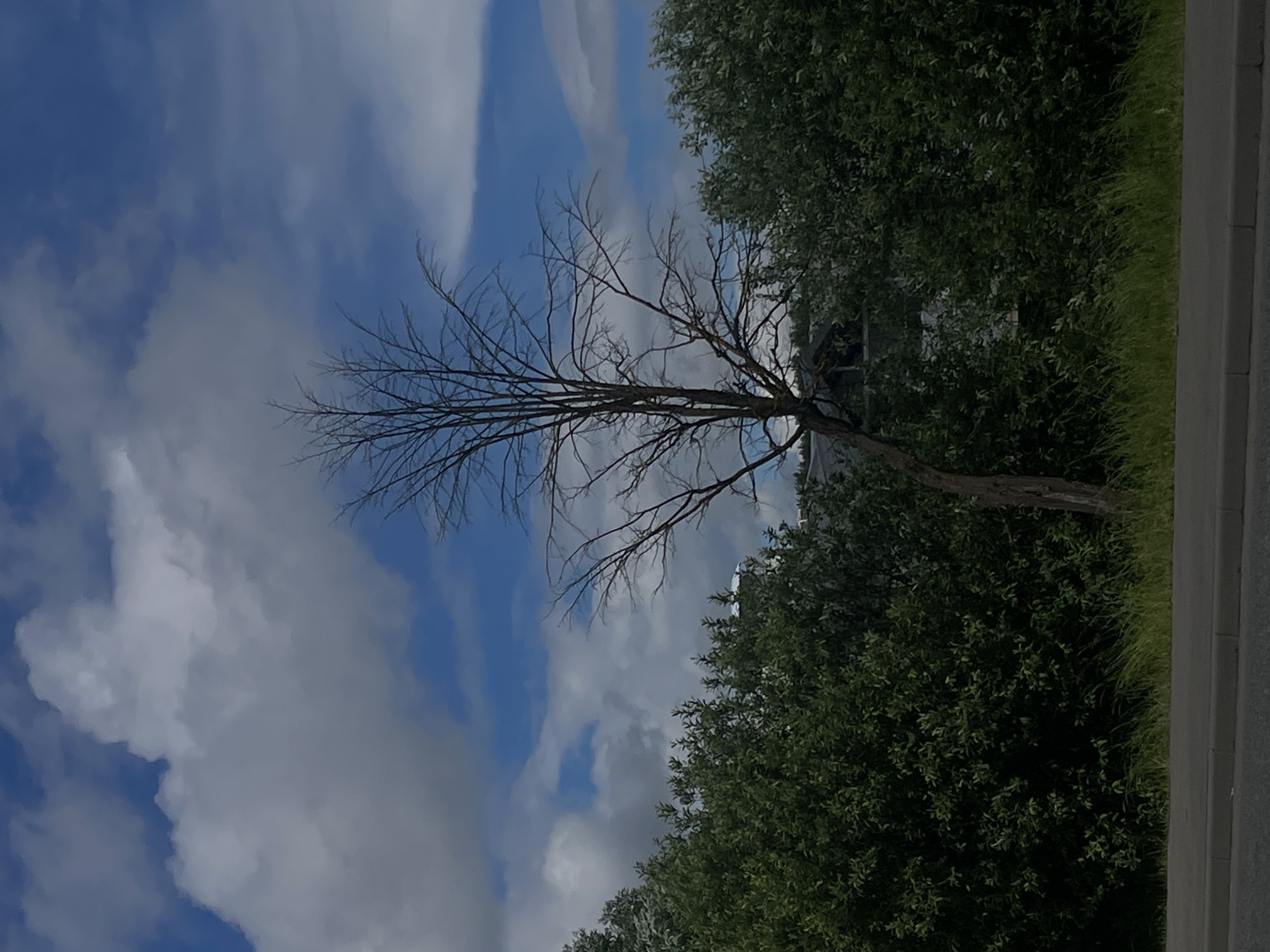 The image depicts an outdoor scene with a focus on a bare tree silhouetted against a partly cloudy blue sky. The tree's branches are intricate and spread out, with no leaves visible, suggesting it might be winter or a dead tree. Lush green foliage from other trees or bushes frames the right and bottom portions of the image, creating a contrast with the bare tree. A grey paved surface, possibly a road or sidewalk, runs along the far right edge. The sky has scattered white clouds against a clear blue background, indicating fair weather. The overall impression is one of nature in an outdoor setting, possibly a park or a roadside, with a juxtaposition of barren and verdant elements. No people, specific objects, or text are identifiable. The lighting suggests it is daytime.