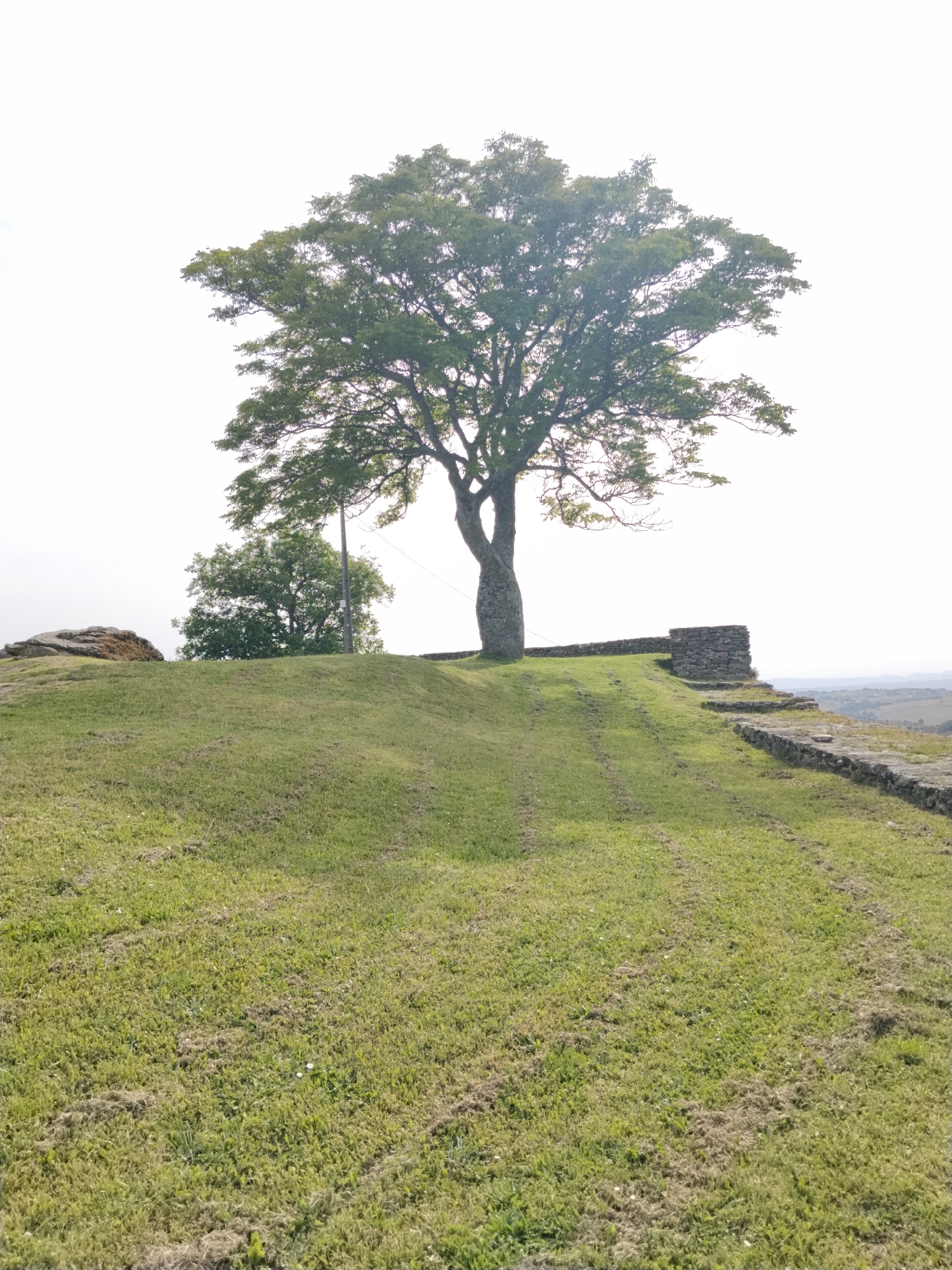 A daytime, medium shot depicts a grassy field overlooking Mogadouro, Portugal. The field slopes upwards to a small hill topped by a large tree. To the left of the tree is a smaller tree with a utility pole partially obscured behind it. A small stone structure with a low, stepped wall is on the right side of the hill. The ground in front of the hill is covered in short grass with some patches of browning grass. The sky is bright and washed out, with some distant landscape visible in the background on the right side of the image.