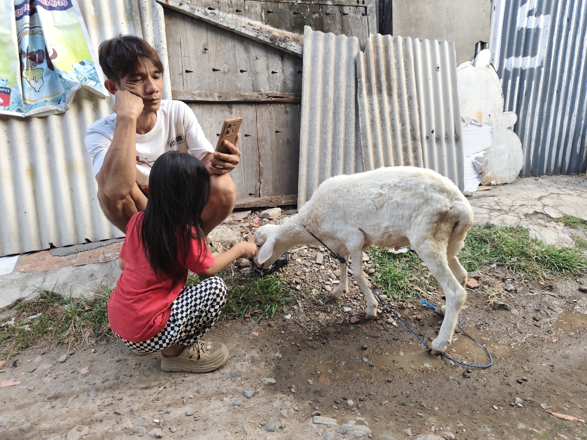 In a dimly lit, outdoor scene in South Jakarta, Indonesia, a young girl with long dark hair, wearing a red t-shirt and black and white checkered pants, crouches and extends her hand towards a white lamb. The lamb, with its head down, appears to be eating something from the ground. A man, wearing a white t-shirt, sits behind the girl, holding a smartphone in his right hand and resting his chin on his left hand, his gaze directed towards the phone. The environment is rustic, with corrugated metal sheets leaning against a wooden door in the background. The ground is a mixture of dirt, gravel, and some sparse vegetation, with a small puddle of water visible in the foreground.