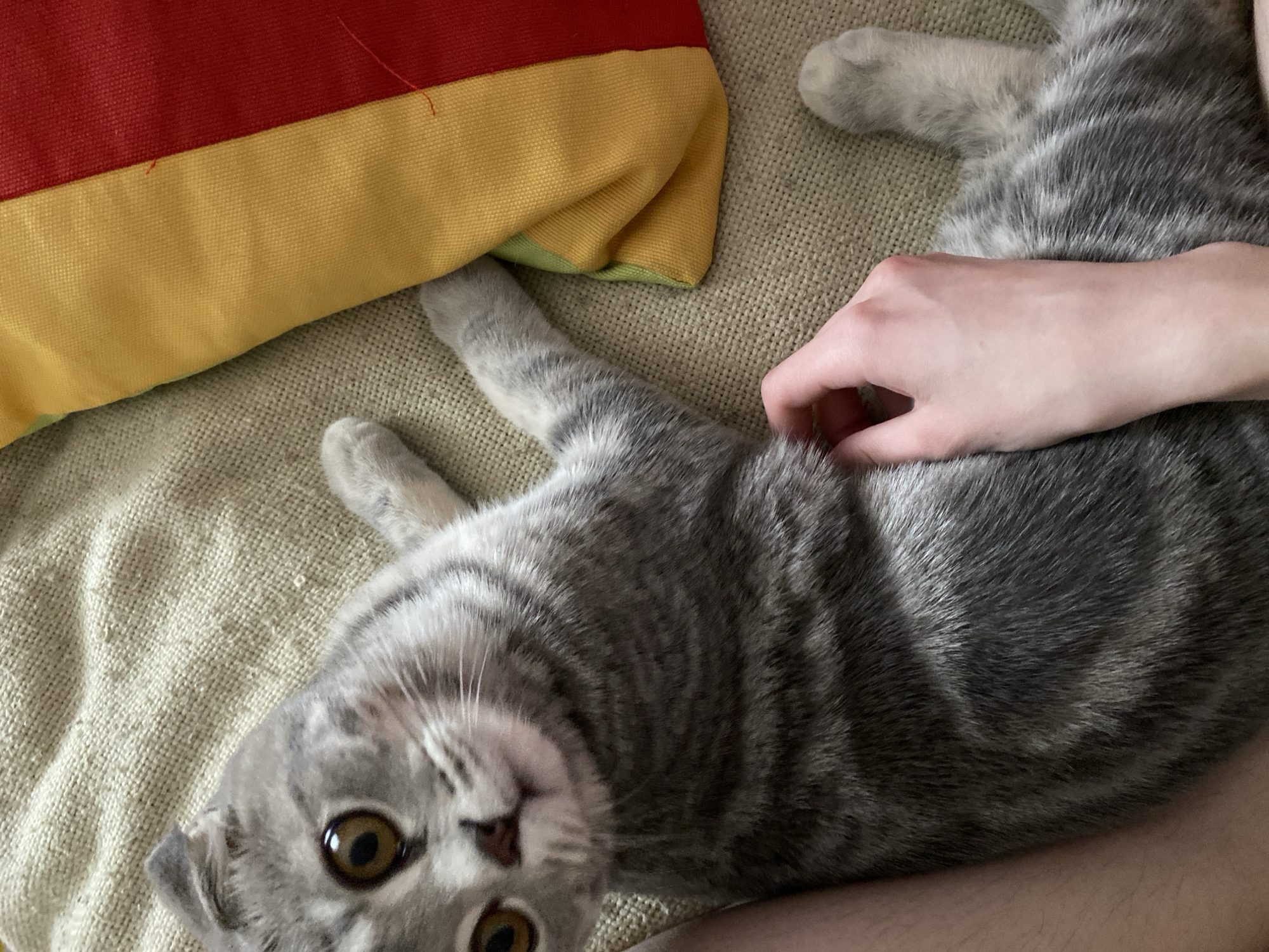 A gray, Scottish Fold cat lies on a beige, textured surface, possibly a sofa or chair, next to a colorful pillow with red, yellow, and green sections. A person's hand rests on the cat's body. The cat is looking towards the camera.
The location in the city of Votkinsk, Russia is unknown.