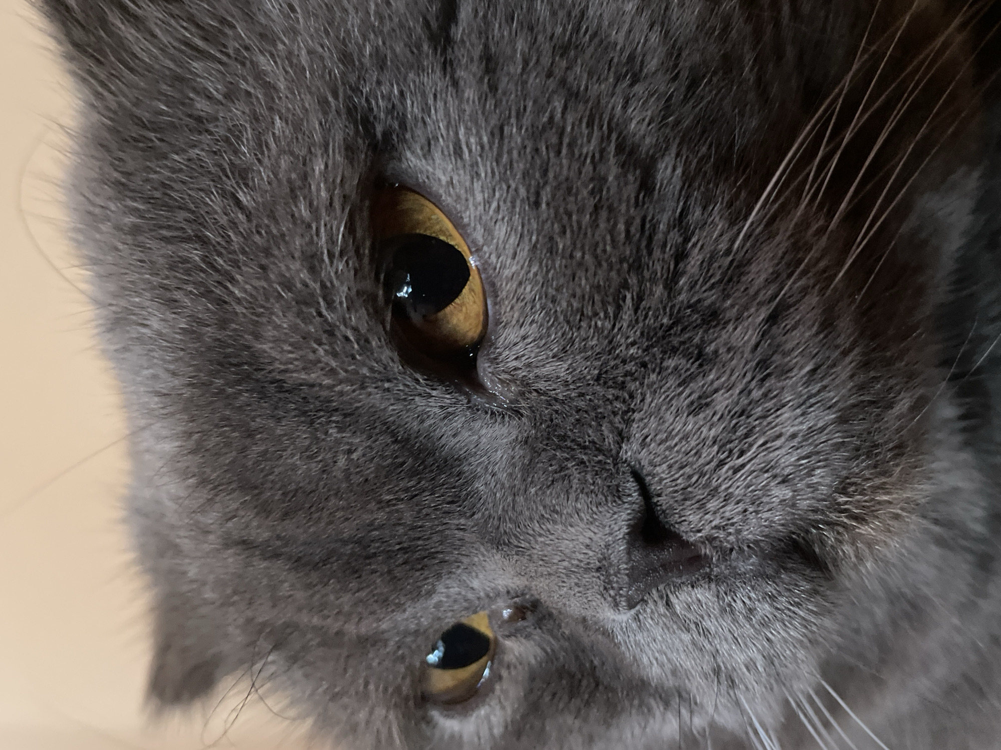 A close-up, eye-level shot features the face of a gray cat. The cat's fur is short and dense, with some lighter gray hairs visible around its muzzle and whiskers. The cat's eyes are large and round with golden irises and black pupils. Its nose is small and black, and its mouth is slightly open, revealing a hint of its teeth. The cat's ears are short and folded, characteristic of a Scottish Fold breed. The background is a soft, out-of-focus beige color, creating a shallow depth of field that emphasizes the cat's face. The lighting is soft and diffused, highlighting the texture of the cat's fur and the details of its eyes. The image is static, with no apparent motion or activity.