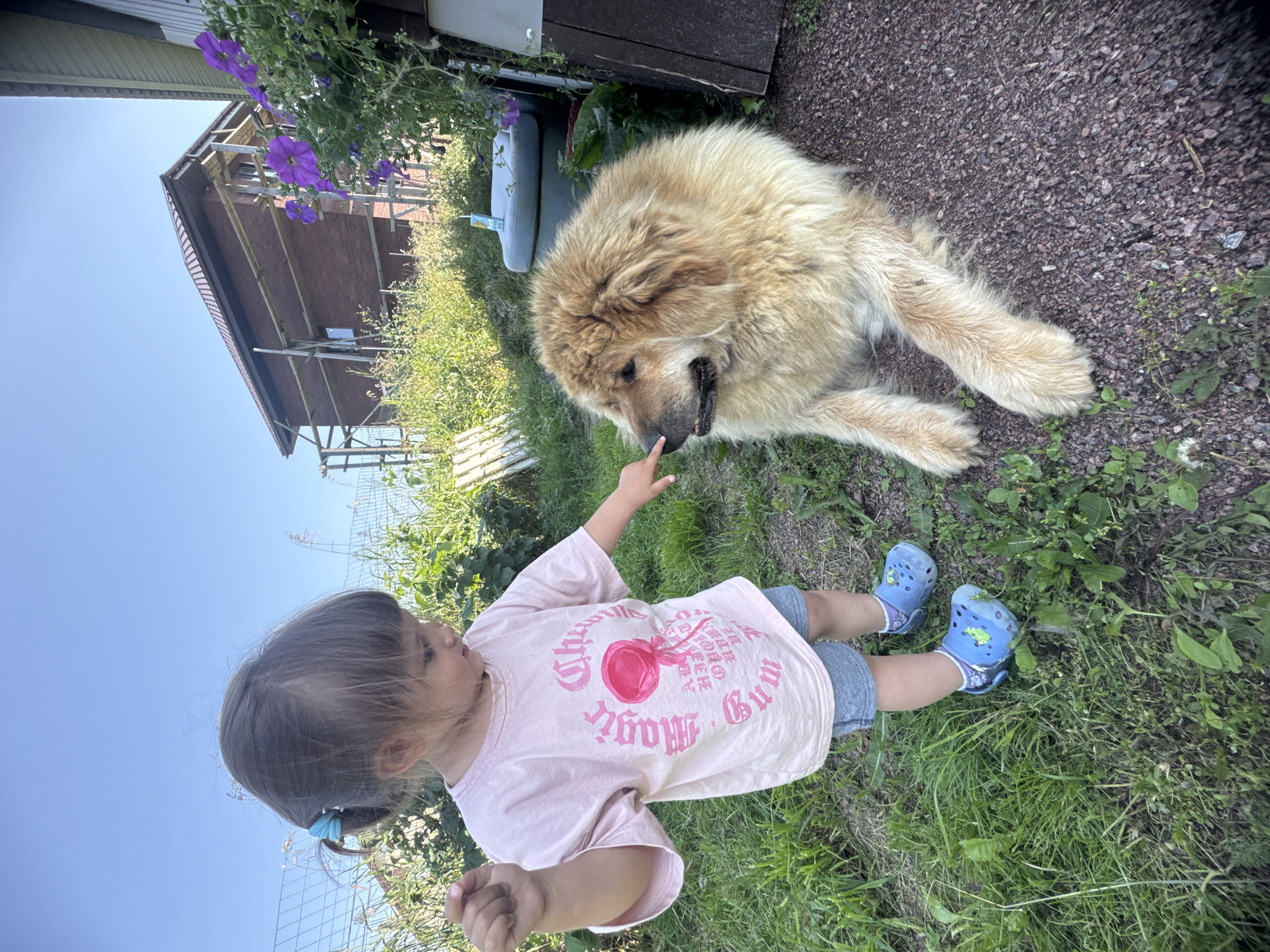 In Kempelevo, Russia, a young child with a blue hair tie stands in a grassy yard next to a large, fluffy, light brown dog. The child, wearing a pink t-shirt with a lollipop graphic and grey shorts, is reaching out to touch the dog's nose. The dog is lying on a gravel path, looking at the child. In the background, a brick house under construction with scaffolding is visible. Purple flowers are blooming on a wooden structure to the right of the house. The sky is clear and blue.