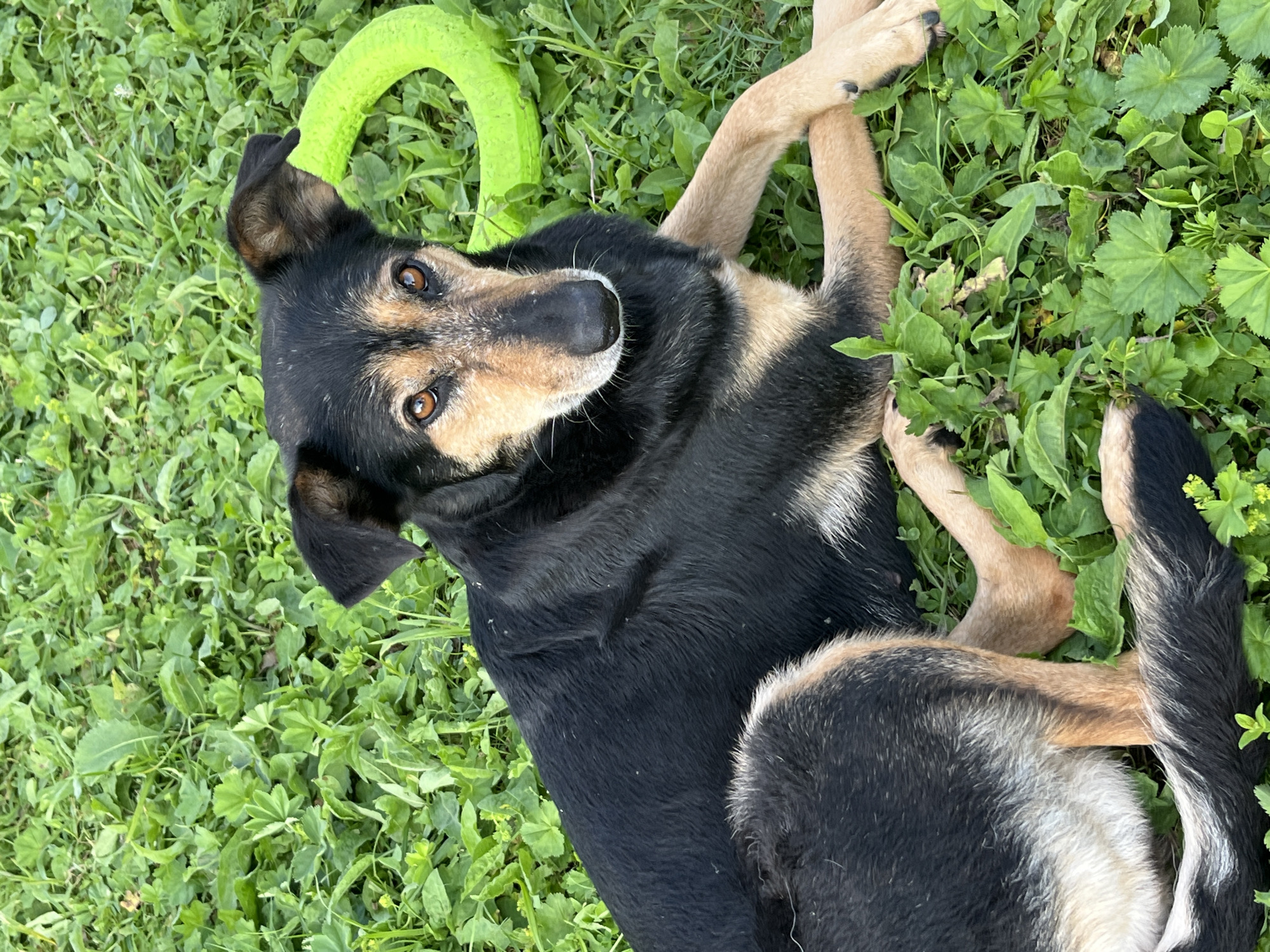 A medium-sized mixed-breed dog with black and tan fur lies on its side in a grassy area. The dog's head is raised, and it is looking directly at the camera with its paws crossed in front of it. A bright green, ring-shaped dog toy is visible behind the dog's head. The grass is lush and green, with some small wildflowers scattered throughout. The image appears to have been taken outdoors in natural light. This scene is not specific to Nizhny Tagil, Russia, as there are no identifying landmarks or contextual clues present in the image.