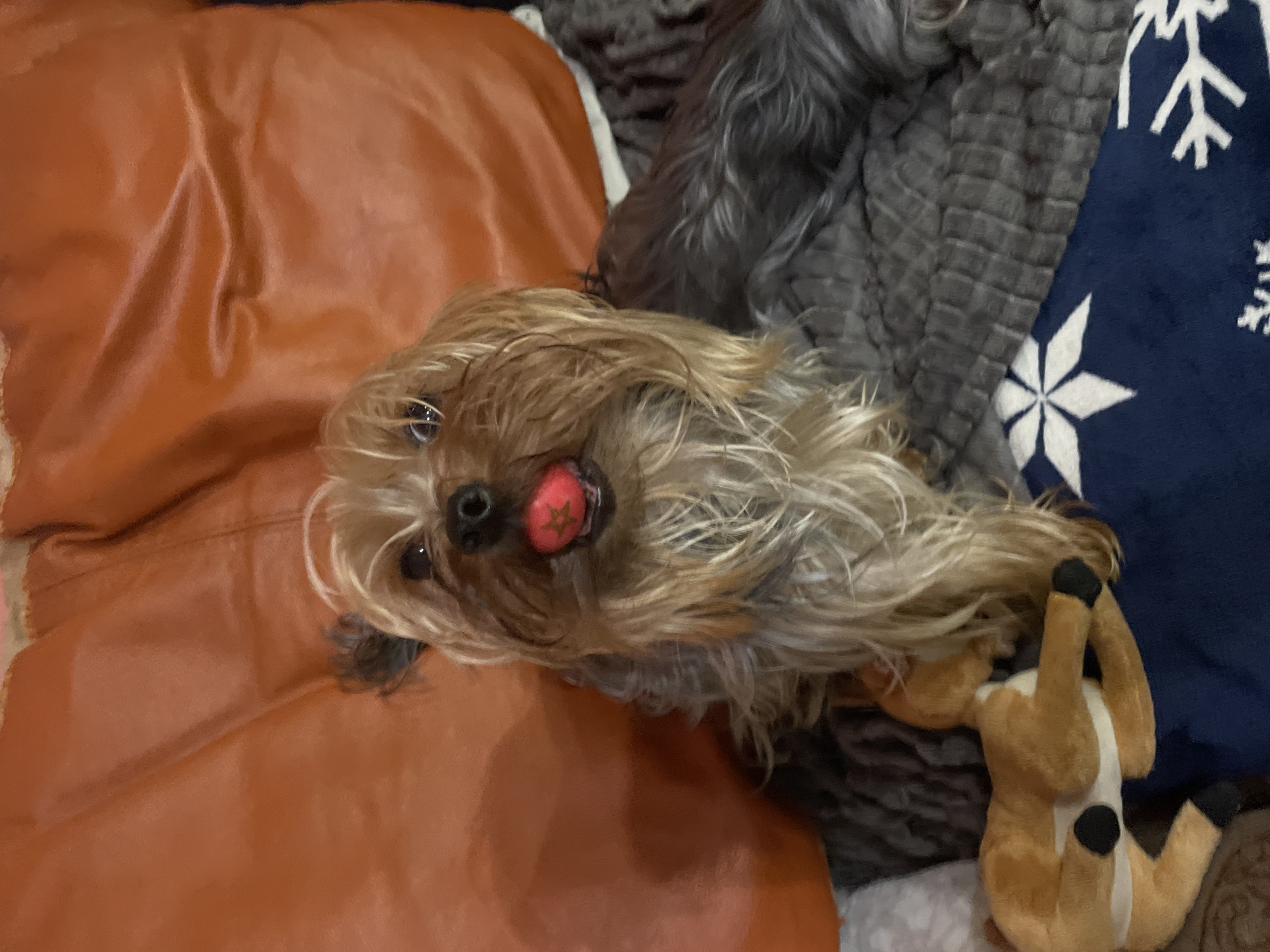 A close-up, high-angle shot shows a small, long-haired dog with a red and gold star hair clip lying upside down. The dog is positioned between a shiny, orange leather surface on the left, a gray textured blanket in the center, and a blue snowflake-patterned blanket on the right. A plush deer toy lies near the dog's head. The location and city cannot be determined from this image.