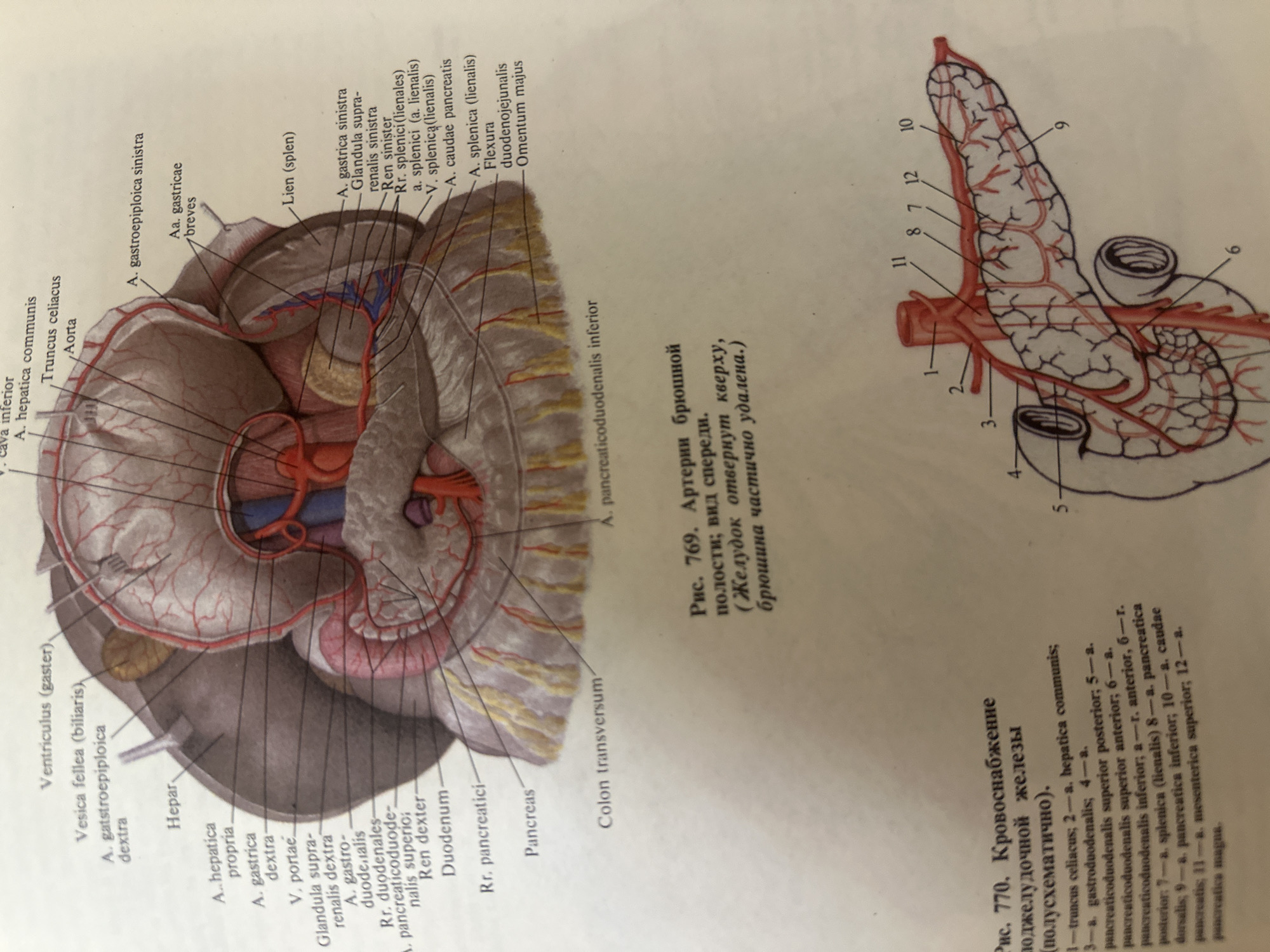 The image displays two anatomical illustrations. The top illustration, labeled "Рис. 769. Артерии брюшной полости; вид спереди. (Желудок отвернут кверху, брюшина частично удалена.)", depicts the arterial supply of the upper abdominal cavity, focusing on the stomach, liver, spleen, pancreas, and duodenum. Various arteries and veins are labeled in Latin and Russian.
The bottom illustration, labeled "Рис. 770. Кровоснабжение поджелудочной железы (полусхематично).", provides a schematic view of the blood supply to the pancreas, with numbered labels corresponding to a list of arteries provided in Russian.
The image does not contain any information related to the city of Kazan, Russia, or any forensic details.