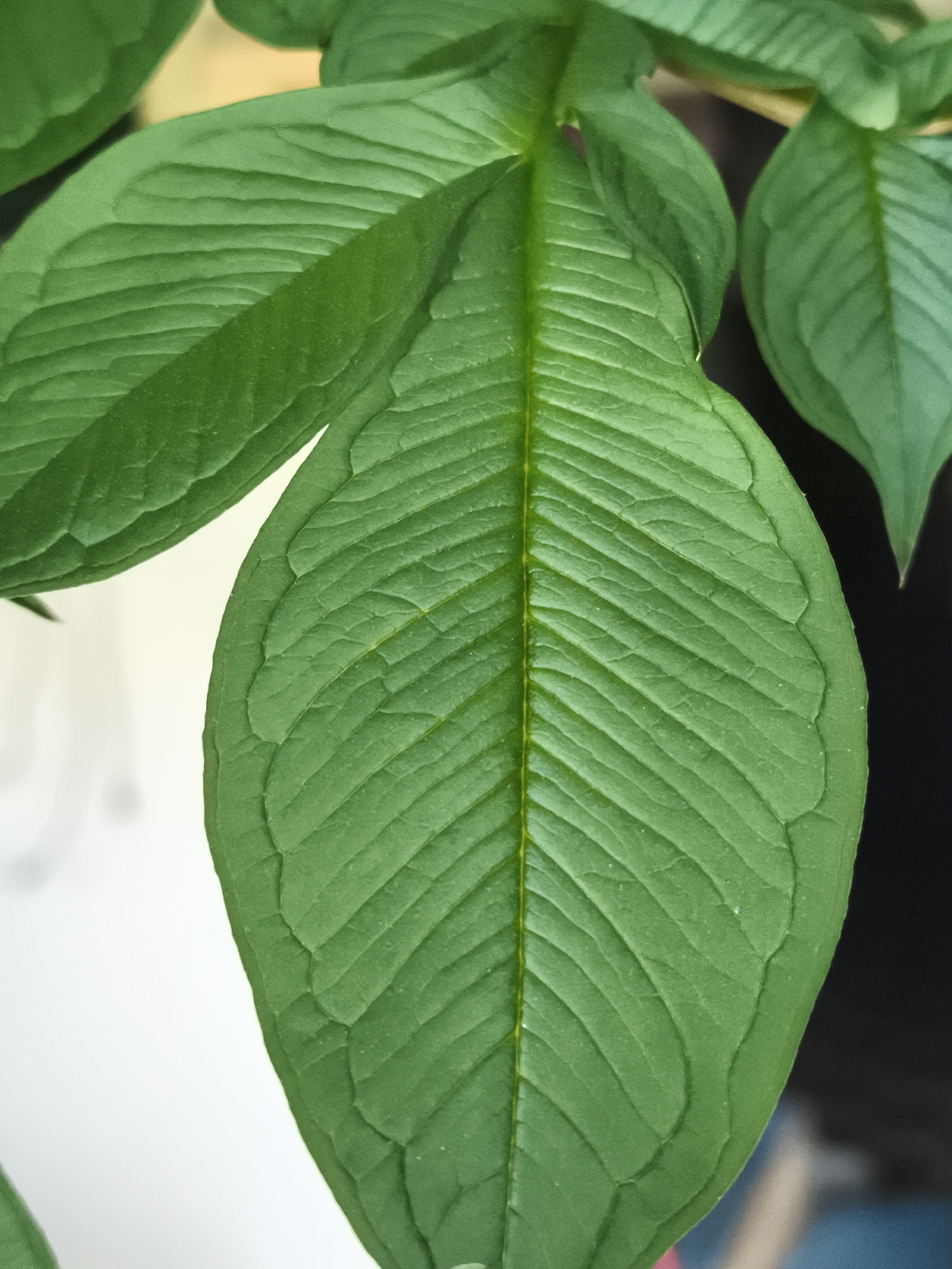 This is a close-up, eye-level, outdoor shot of several large, green leaves on a plant. The leaves are veined and have a slightly wavy texture along their edges. The lighting is natural, and the focus is sharp on the leaves. The background is blurred, with areas of white, dark grey, and some hints of yellow and light brown. There are no people or any indications of urban environments visible in this image, suggesting it is likely from a natural or garden setting rather than within the city of Гаранскі сельскі Савет, Belarus.