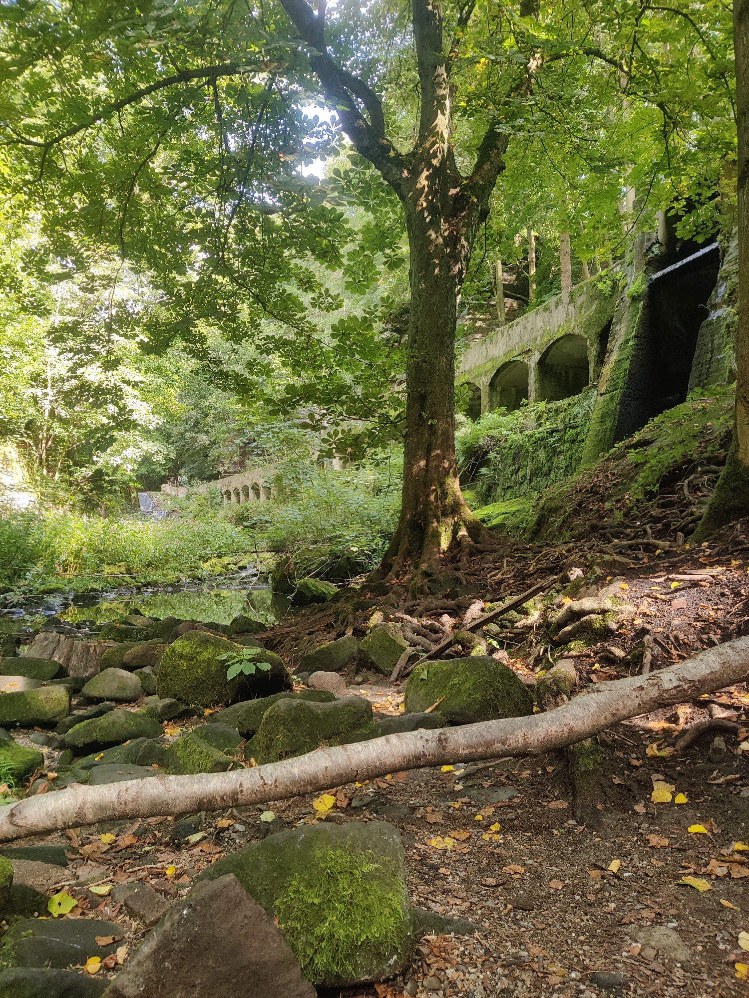 The image depicts a natural scene within the city of Lohmen, Germany, featuring a rocky stream bed leading into a verdant forest. In the foreground, moss-covered boulders and fallen tree branches line the stream, with a fallen log stretching horizontally across the frame. The stream itself is shallow and reflects the surrounding greenery.
In the midground, the forest grows dense, with sunlight filtering through the leaves, casting dappled shadows. A large tree trunk dominates the center of the image, its roots exposed and spread across the rocky terrain. Beyond the trees, an old, arched stone structure, possibly part of a bridge or aqueduct, is visible, partially overgrown with moss and vegetation. This structure extends into the background, blending with the natural landscape.
To the right of the frame, a steep, moss-covered embankment rises, leading to more of the arched stone structure. Water appears to be cascading down a section of this embankment, suggesting a natural waterfall or a man-made overflow. The overall impression is one of a serene, somewhat overgrown natural environment with remnants of human construction integrated into the landscape. No people or animals are visible in the image.