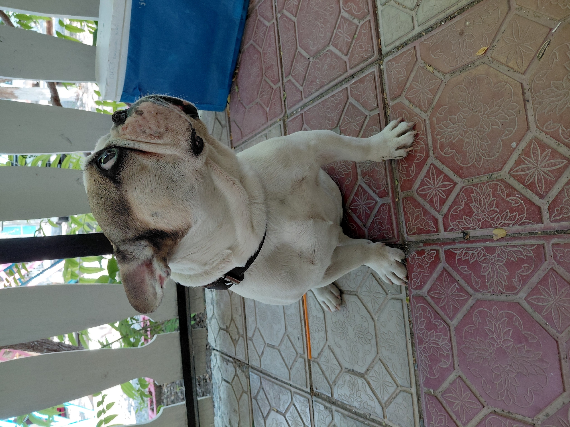 A French Bulldog, predominantly white with fawn markings on its face and ears, sits on a patterned tile floor. The dog is looking upwards and to the right with its head tilted. It wears a dark collar. The background shows a white fence with vertical slats, through which greenery and some structures are visible. To the right of the dog, a blue cooler is partially visible. The scene appears to be outdoors in a residential area or patio. The location is confirmed to be in the city of Ақши, Kazakhstan.