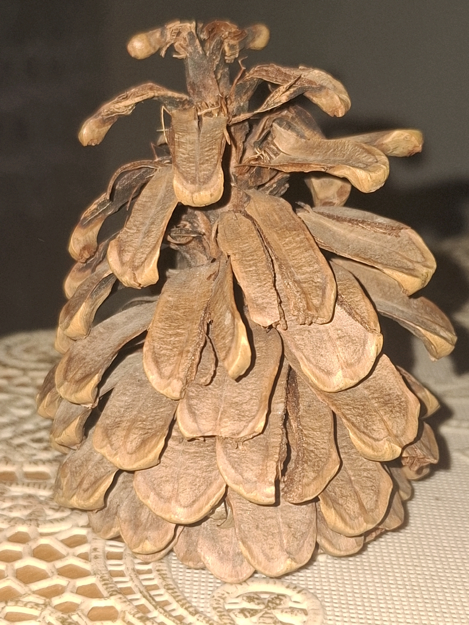 The image is a close-up, eye-level shot of a dried pine cone. The pine cone is positioned vertically and is the sole subject of the image, filling most of the frame. Its scales are open, revealing the inner structure. The texture of the scales is rough and woody, with variations in brown and tan colors. Some scales have lighter, almost yellowish tips. At the top of the pine cone, there are remnants of what appear to be dried bracts or floral parts, adding to its natural, organic appearance. The background is dark and out of focus, with a subtle shadow cast by the pine cone on the right side. The pine cone rests on a textured surface, which appears to be a white or cream-colored tablecloth or doily with a distinct woven pattern visible in the lower part of the image. The lighting is soft, highlighting the details and textures of the pine cone. There are no people or animals present in the image, and no identifiable elements suggest a specific location within the city of Almaty, Kazakhstan. The scene is static and focuses solely on the natural object.