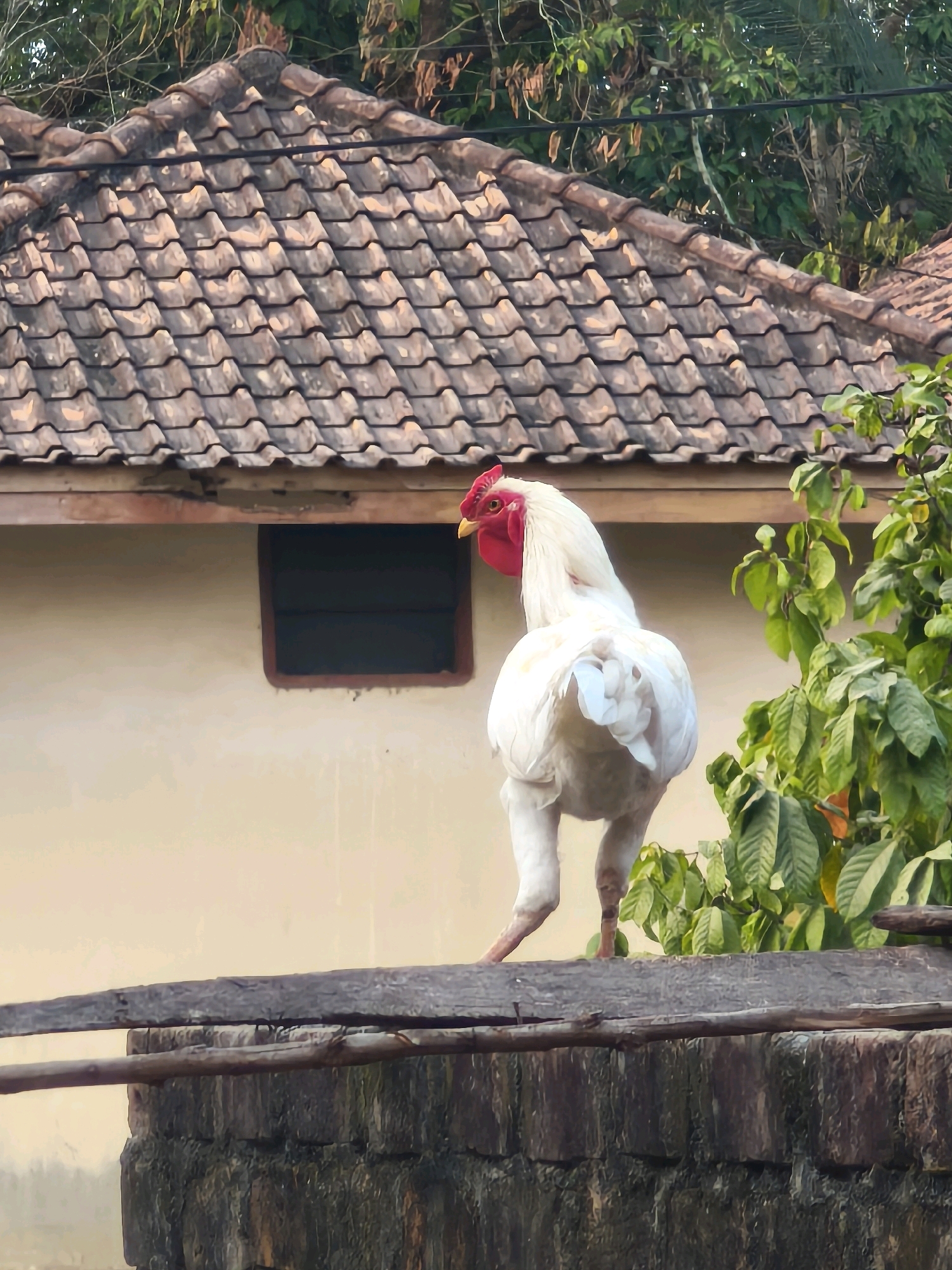 A white rooster with a red comb and wattle stands on a stone wall, facing away from the camera and looking towards a building with a tiled roof. The rooster is partially obscured by green foliage on the right side of the frame. The background shows a beige wall with a dark-colored, rectangular window. The roof is covered with terracotta tiles, and trees with green leaves are visible above the roofline. The scene appears to be outdoors, with natural lighting suggesting it is daytime.