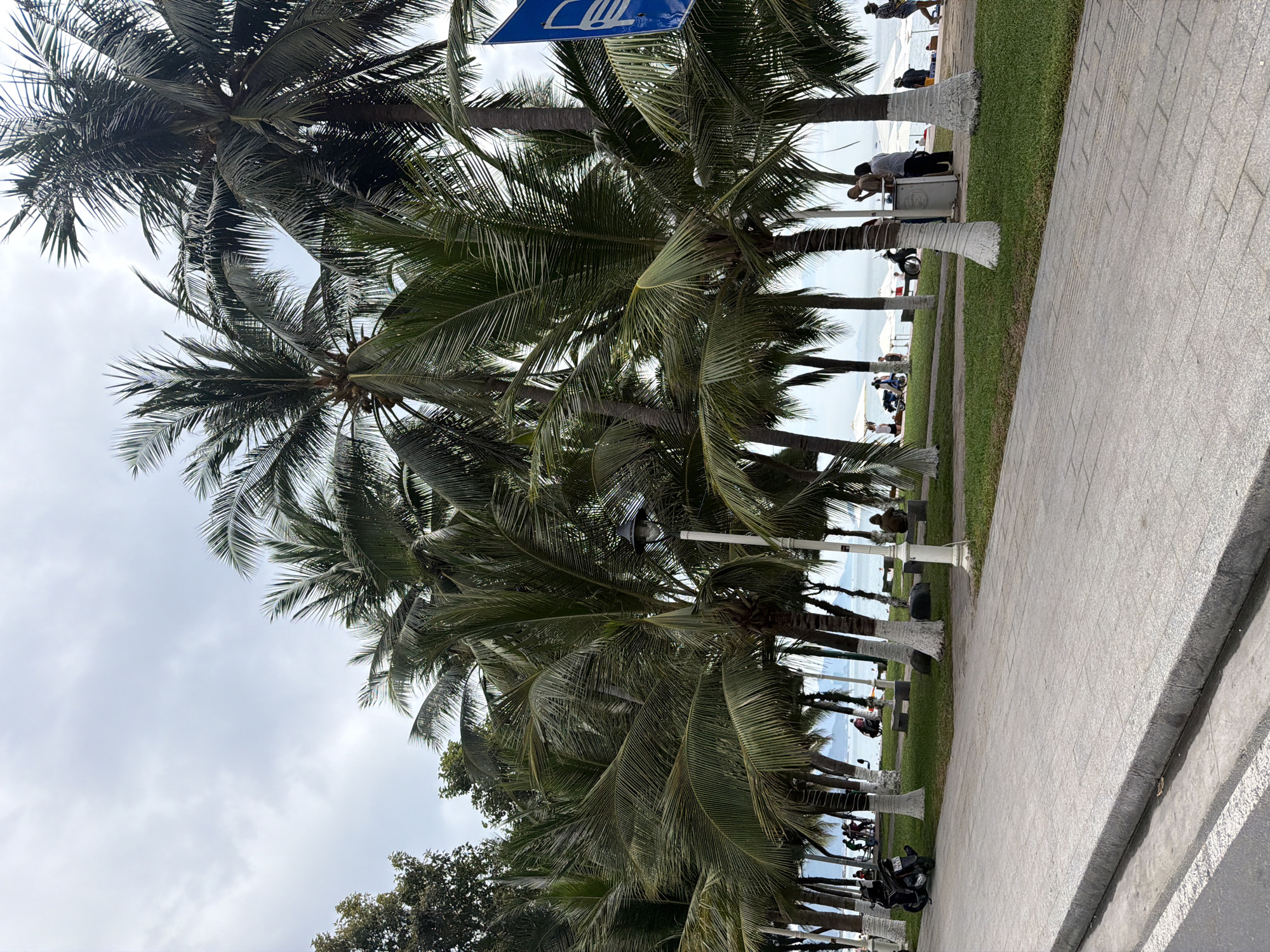 The image depicts a seaside promenade in Nha Trang, Vietnam, characterized by a paved walkway and a grassy area lined with numerous palm trees. The sky is overcast with a pale gray hue, suggesting a cloudy day. In the foreground, the textured gray paving stones of the walkway are visible, with a concrete curb and a gutter.
Beyond the walkway, a strip of green grass separates it from the beach area. A dense arrangement of palm trees, with their white-painted trunks and lush green fronds, dominates the midground. Some palm trees have coconuts visible. Scattered among the palm trees are streetlights and benches.
In the background, the ocean is visible, with a faint shoreline and distant landforms or islands under the hazy sky. The beach itself is populated with a few people and white beach umbrellas. Several individuals are seen walking or standing, some interacting. A black scooter is parked on the left side of the promenade. A blue sign with a white bus icon is visible on the right, indicating a potential bus stop or transportation route. The overall scene conveys a relaxed, coastal atmosphere, typical of a beach town.