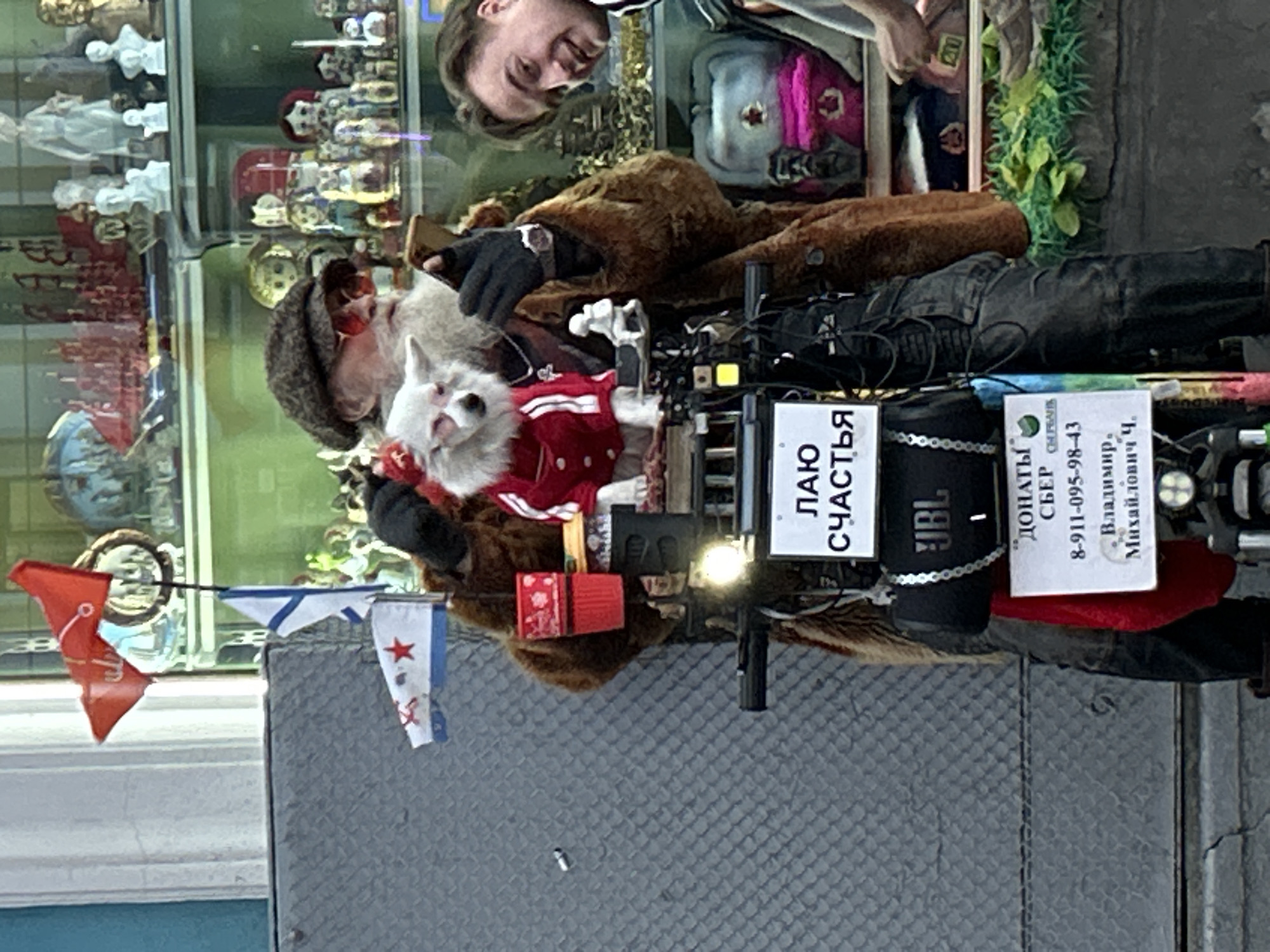This image, rotated 90 degrees clockwise, depicts a street performer with his dog on a city street, likely in Saint Petersburg, Russia. The central figure is an older man with a long white beard, wearing a brown fur-lined coat, a dark cap, and sunglasses. He is cradling a small, white dog, possibly a Chihuahua, which is wearing a red and white striped jacket and appears to be asleep or content in his arms.
The man's mobile setup includes a JBL speaker, lights, and various cables. Attached to this setup are three small flags: a red pennant with an anchor, an Israeli flag, and a flag featuring a red star and a hammer and sickle on a white and blue background.
Two signs are visible on his equipment. One reads "ЛАЮ СЧАСТЬЯ" (LAYU SCHASTYA), which translates to "I bark happiness" or "Barking Happiness," suggesting a unique performance act. The second sign solicits donations: "ДОНАТЫ СБЕР" (DONATY SBER) followed by a phone number (8-911-095-98-43) for Sberbank transfers, and the name "Владимир Михайлович Ч." (Vladimir Mikhailovich Ch.).
The background features a storefront window, reflecting a smiling person (possibly the photographer or a passerby) and various items displayed inside, including white statuettes. The ground is a textured grey pavement. The scene captures a moment of street performance or busking in an urban environment during what appears to be daytime.