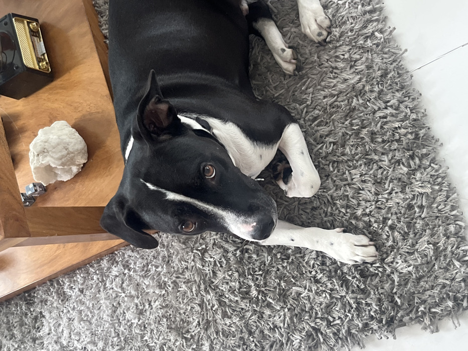 A black and white dog lies on a gray shag rug, looking up at the camera with brown eyes. The dog's head is near a wooden side table, upon which sits a small, vintage-style radio and a white crystal. The dog has a white stripe down its face and white paws with black spots. The rug fills most of the frame, with a small portion of white tile floor visible.