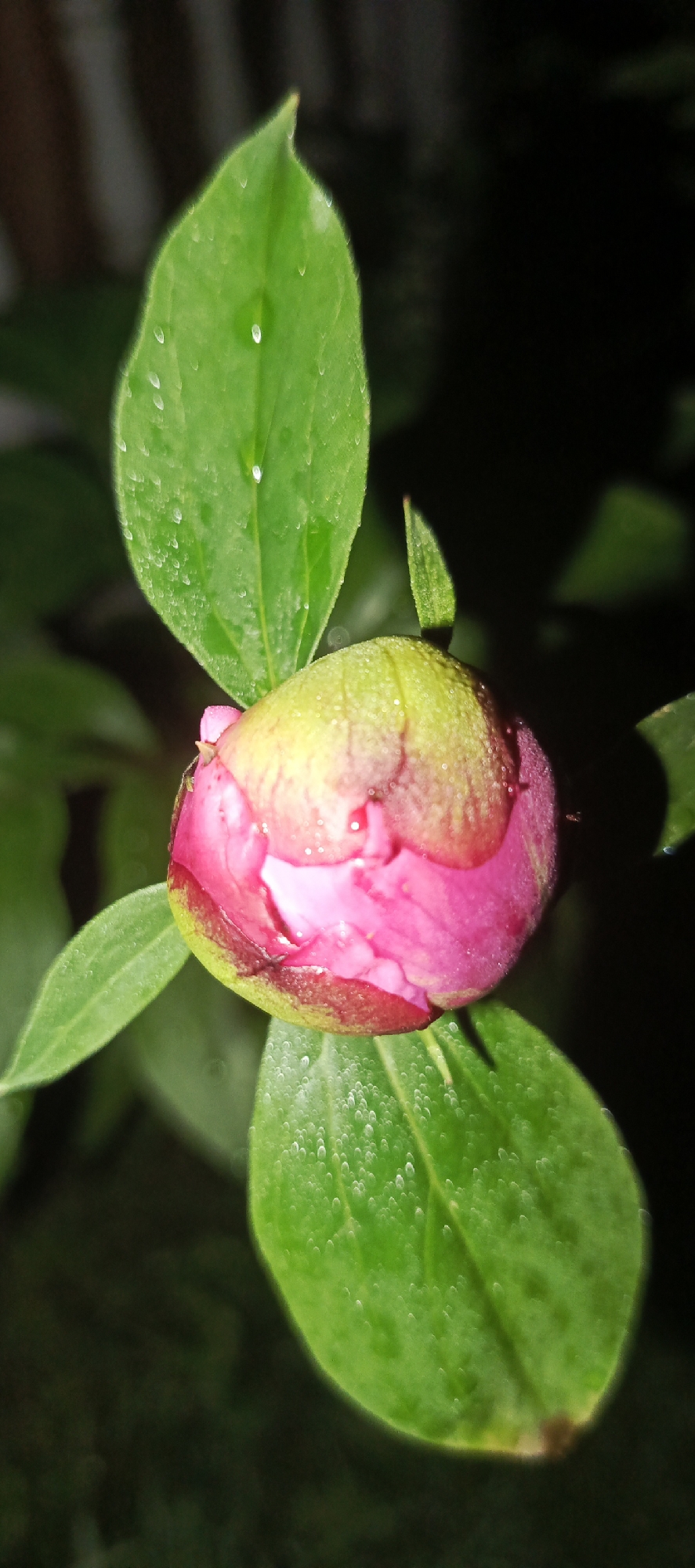 The image shows a close-up of a pink peony bud with water droplets on its petals and surrounding green leaves. The background is dark and blurred, suggesting the photo was taken outdoors at night or in low light conditions. There are no people or any other identifiable objects in the scene. The location in Мерчалово Снт, Russia is not discernible from the image itself.