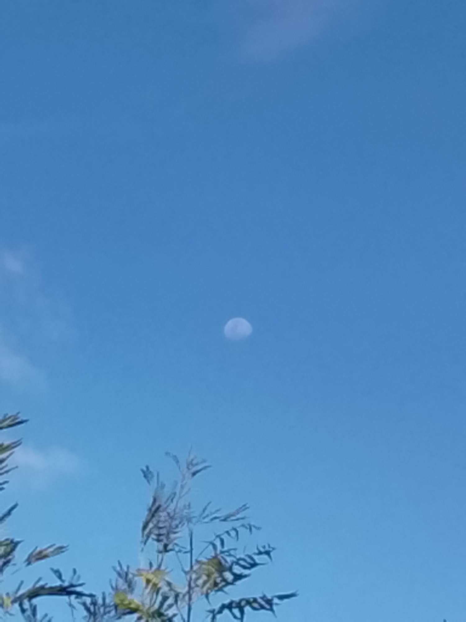 The image captures a bright blue sky with the moon visible during the daytime. The sky is predominantly clear, a vibrant azure hue, with only a few very faint, wispy white clouds visible towards the upper left quadrant of the frame.
The moon, appearing as a soft, luminous white disc, is situated slightly to the left of the center of the image. Its features are somewhat indistinct, suggesting it might be a gibbous phase or a brightly lit crescent.
In the lower portion of the photograph, the dark silhouettes of branches and leaves from a tree or bush are visible, extending from the bottom and partially obscuring the lower left and right corners. The foliage appears to be thin and somewhat feathery, with individual leaves and branches clearly distinguishable against the bright sky.
The scene depicts a calm, clear day in Juan Griego, Venezuela, characterized by brilliant sunshine that allows the moon to be seen even in full daylight. There is no visible text or human activity in the image.