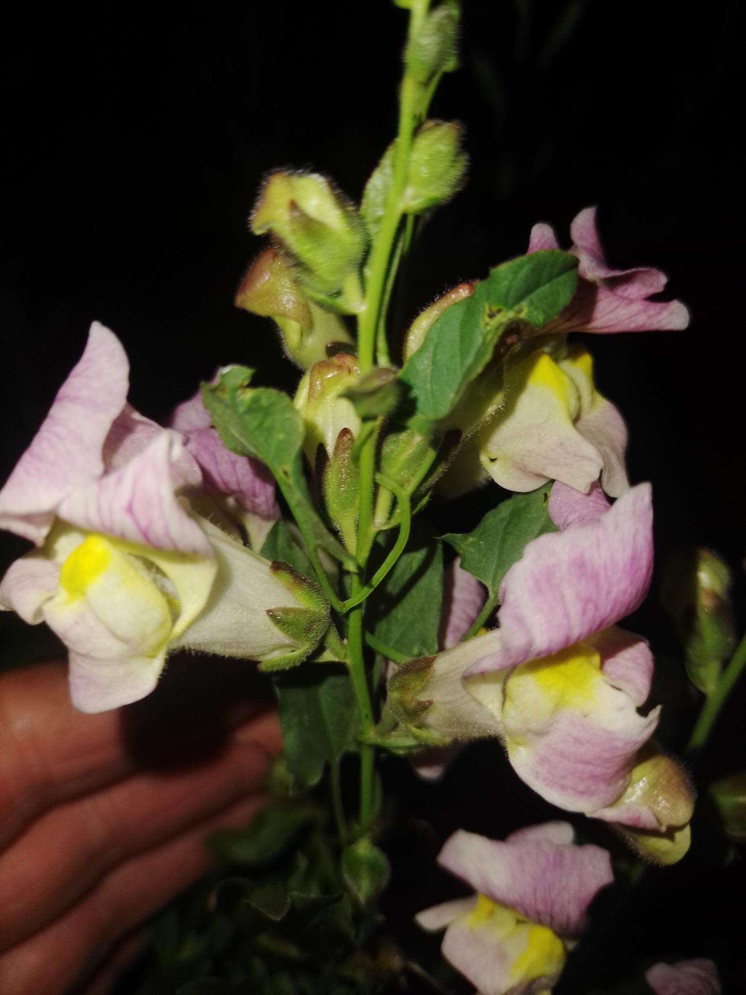A close-up, low-light, eye-level shot shows a spray of snapdragon flowers. The flowers are predominantly pink and white with yellow throats. Some of the flowers are open, revealing their inner structure, while others are still in bud form. The stems are green and appear to be covered in fine hairs, as are some of the sepals. The background is entirely black, suggesting the photograph was taken at night or in a very dark environment. A human hand, with visible skin texture and lines, is visible in the lower left corner of the frame, appearing to support or hold the flower stem. The location is the city of Ustyvytsia, Ukraine.