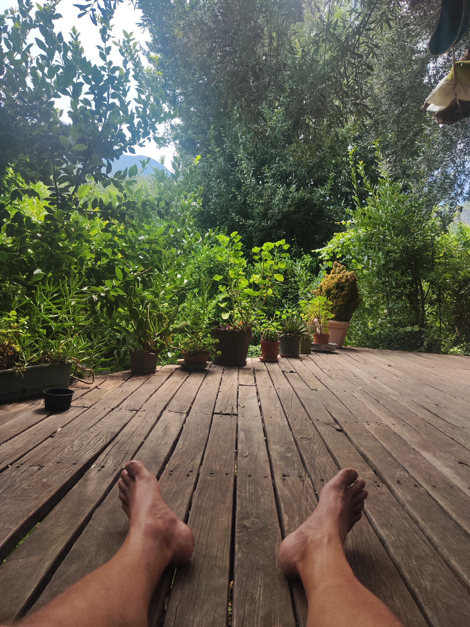 The image shows a first-person perspective of a person's bare feet resting on a wooden deck. The deck is made of aged, weathered wooden planks laid lengthwise. Beyond the deck, a lush green garden with various potted plants is visible. The plants range from small succulents to larger, leafy varieties and a conifer in a large pot. In the background, dense foliage creates a natural backdrop, with hints of mountains and sky visible through the leaves. The lighting suggests it is daytime, with sunlight filtering through the greenery. There are no other people or animals visible in the frame.