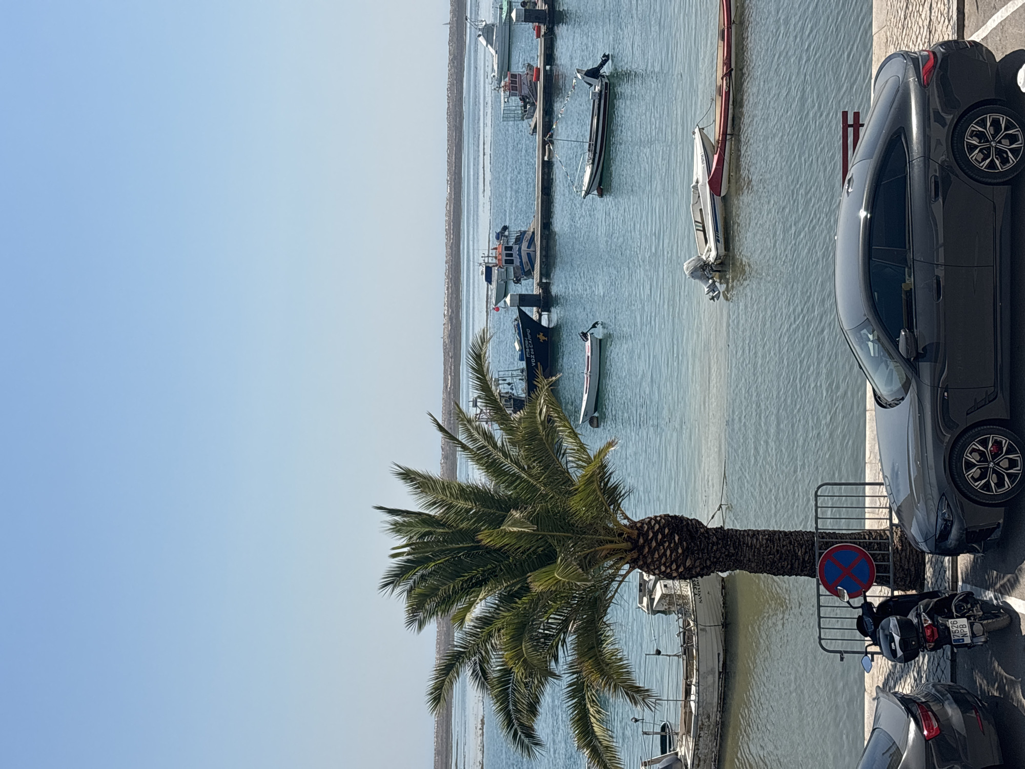 A vertical, eye-level medium shot captures a sunny waterfront scene in Tavira, Portugal, dominated by a large palm tree in the foreground. The palm tree's fronds spread widely, obscuring a portion of the blue sky and the tranquil, light-blue water of the Gilão River. Several boats of varying sizes are moored in the river, some docked at a wooden pier, while others float freely.
In the foreground, two cars, a dark grey sedan on the right and the rear of a dark grey car on the left, are parked on a paved area. A black scooter is parked between them. Behind the scooter, a metal fence with a circular "no parking" sign, featuring a blue background with a red border and a red diagonal line, is visible.
The background shows a distant shoreline with structures and vegetation, hinting at the town of Tavira. The overall atmosphere is peaceful and bright, indicative of a warm, clear day.