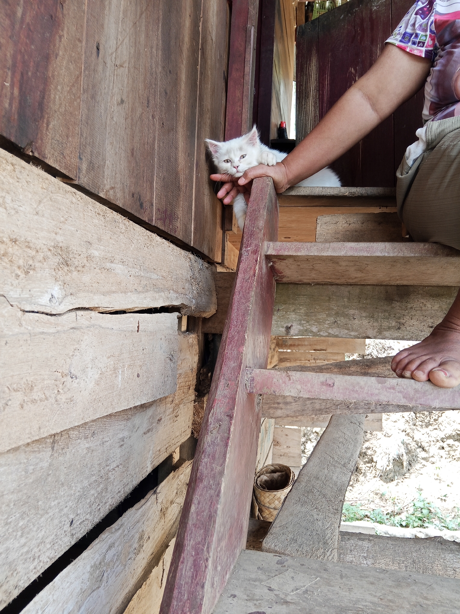 A white kitten is held by a person's hand on a wooden staircase. The kitten is looking to the left with its eyes partially closed. The person's arm is visible, and they are wearing a patterned shirt and light-colored pants. A bare foot with a bandage on the big toe is visible on the lower steps. The staircase is made of weathered wood with red painted railings. In the background, there is a wall constructed of wooden planks. To the left of the staircase, a woven basket is visible. The setting appears to be an outdoor environment with vegetation visible in the distance.