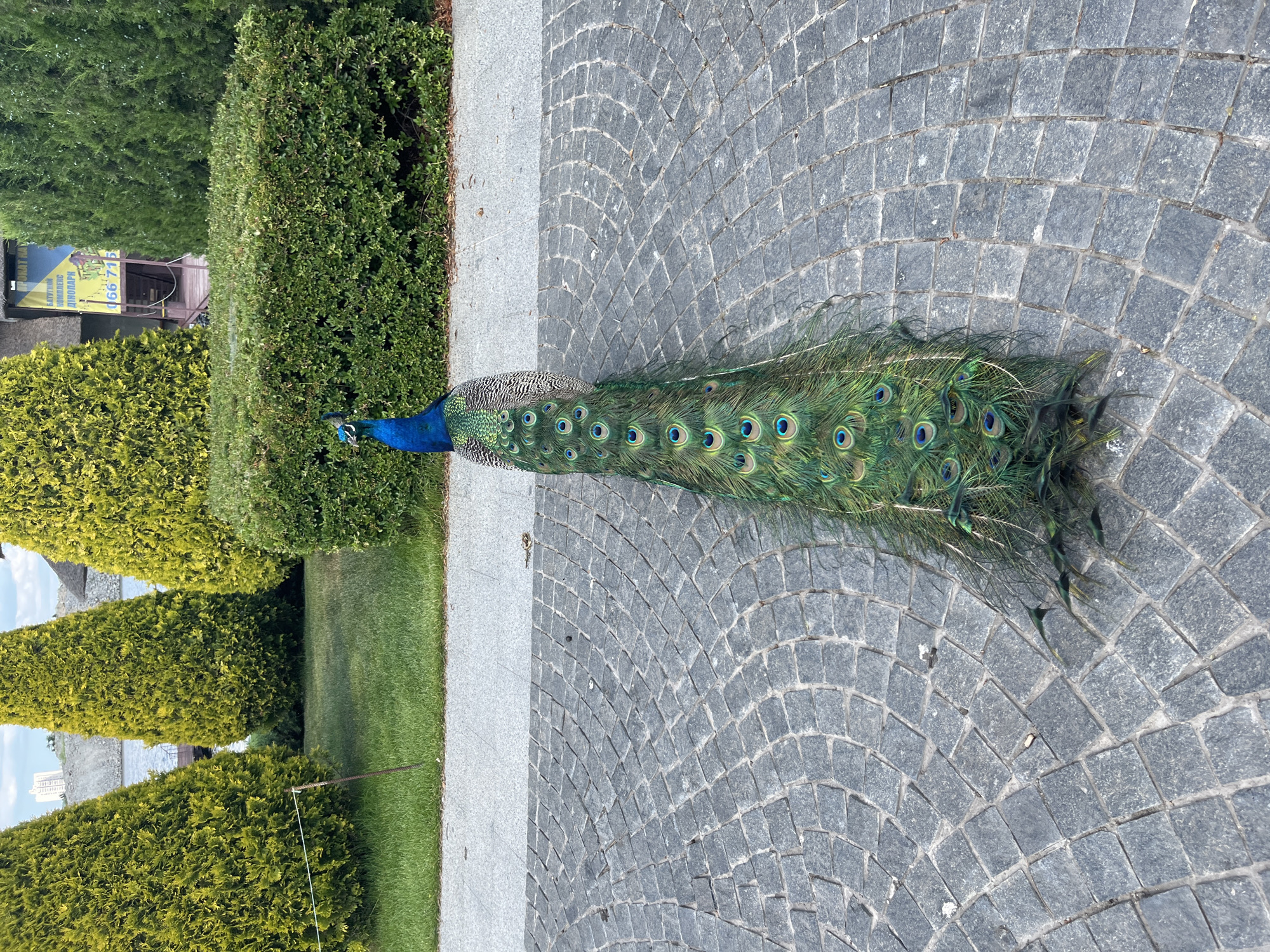 A male peacock stands on a cobblestone pathway in a park in Dnipro, Ukraine. The peacock's iridescent blue and green plumage is visible, with its long, elaborate tail feathers fanned out behind it, displaying multiple "eyes" of green and blue. The pathway is made of grey, irregularly shaped cobblestones arranged in a curved pattern. To the left of the pathway, there is a manicured green lawn bordered by a low, dense green hedge. Behind the hedge, several tall, conical evergreen trees are planted, their foliage a vibrant yellow-green. Further in the background, beyond the trees, a body of water is visible, and a building with a sign displaying Ukrainian text and a phone number can be seen. The sky is overcast with a few white clouds.