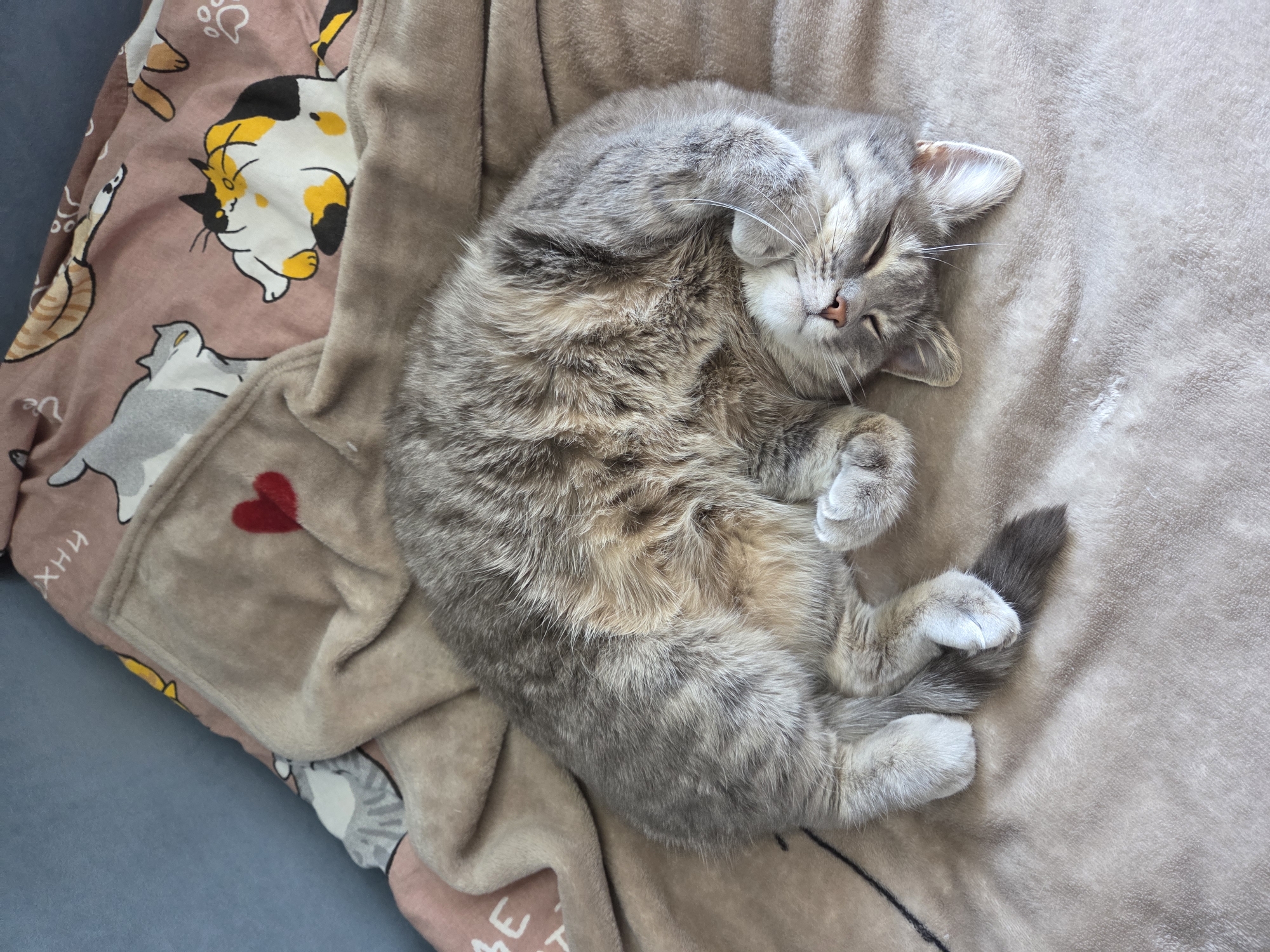 A gray tabby cat is curled up asleep on a soft, light brown blanket. The cat's body is positioned in the center of the frame with its head resting to the left and its tail curled towards the bottom. A paw is lifted near its face. The blanket is partially layered over another blanket with a pink background and cartoon cat designs. There is a red heart design on the tan blanket. The scene is indoors and brightly lit. There is no indication of the location being Birobidzhan, Russia.