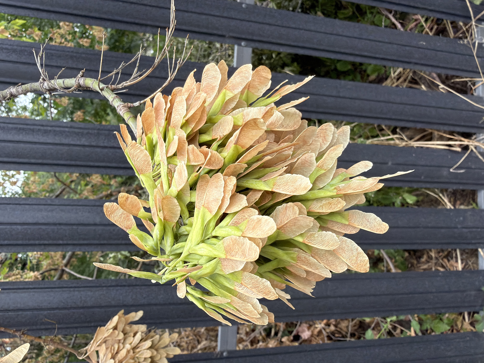 A cluster of maple seeds hangs from a branch, its wing-like structures a mix of green and tan. The branch is attached to a dark gray, slatted fence. Behind the fence, out-of-focus greenery and brown vegetation are visible. Another cluster of dried maple seeds is visible to the left, also hanging from a branch. The scene is outdoors, with the lighting suggesting it is daytime. The location is not specified in the image.