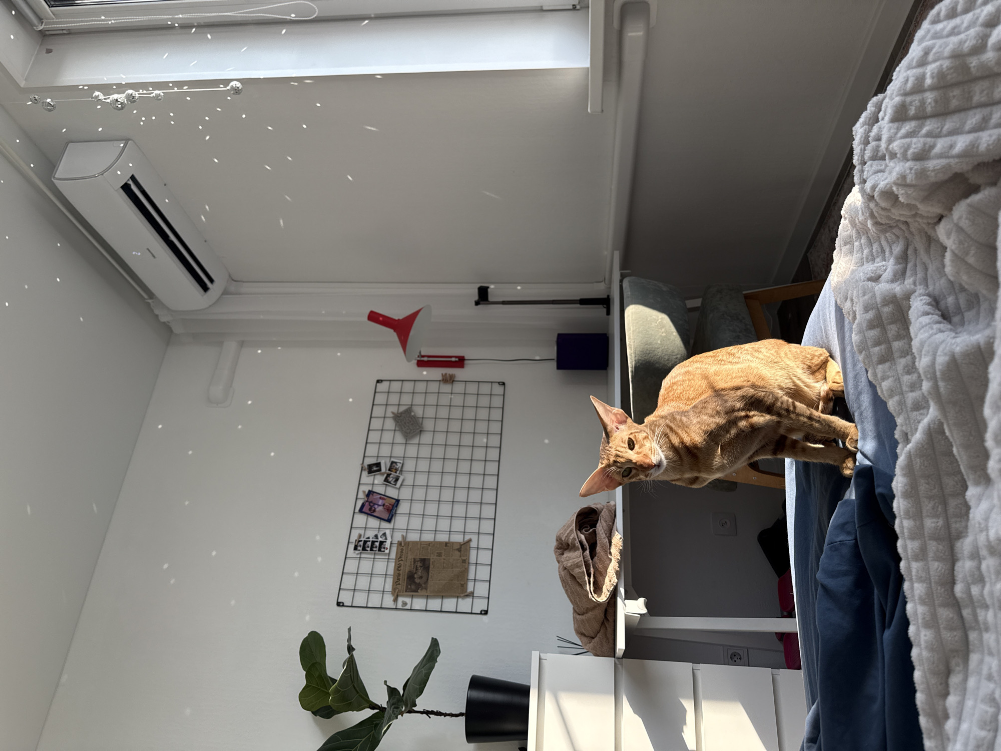 A domestic interior is shown, possibly in Moscow, Russia given the Cyrillic text on the newspaper clipping affixed to the wall grid. An orange tabby cat is perched on a white shelving unit next to a bed, with blue bedding and a textured white blanket. A modern air conditioning unit is mounted on the ceiling. A red desk lamp is attached to the wall above the grid, which has various photographs and paper items attached. A potted plant sits on the floor. The room is brightly lit with sunlight.