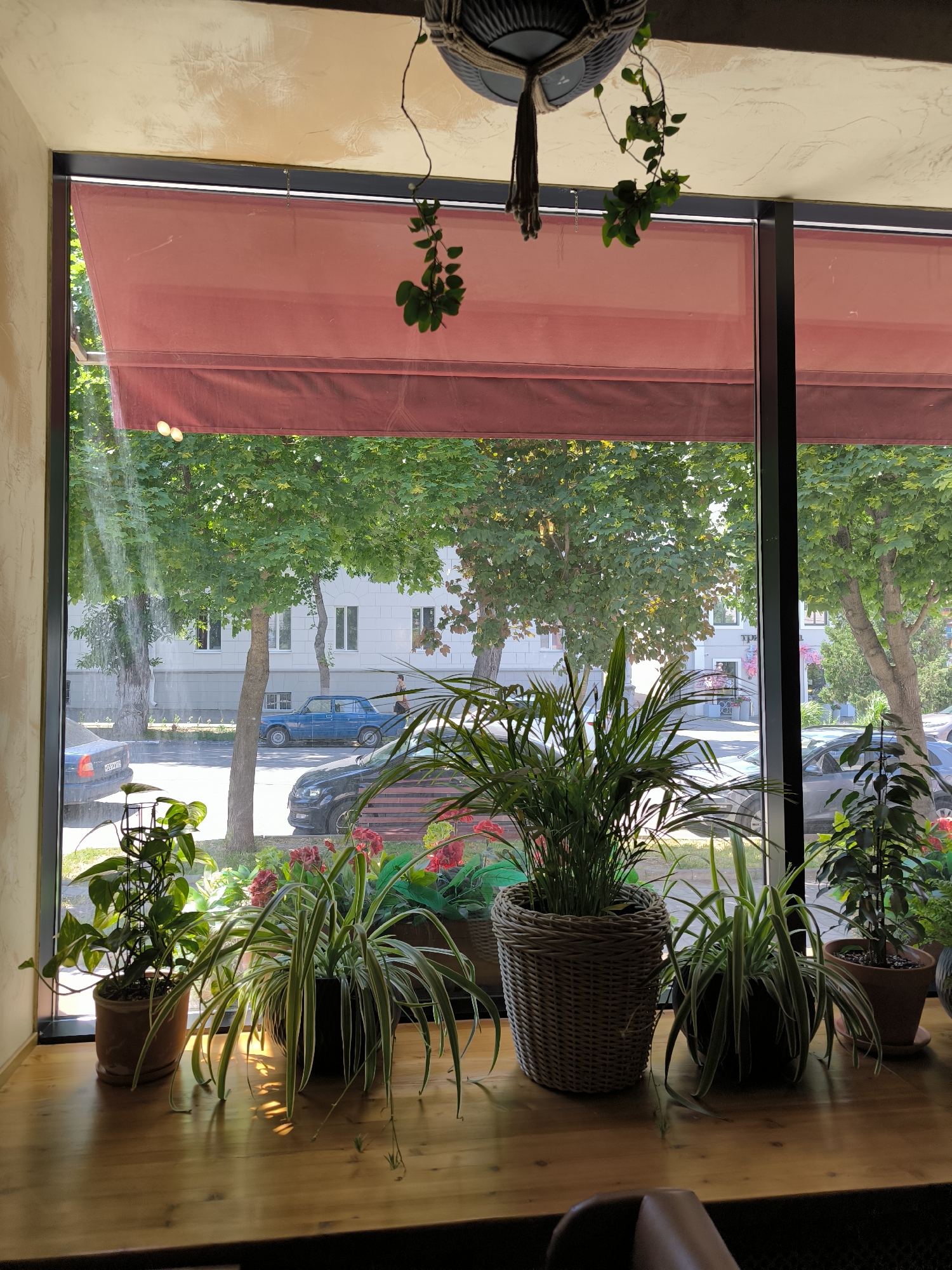 A potted palm plant is displayed on a wooden ledge in front of a window. Through the window, trees, buildings, and cars are visible on a street. A red awning is extended above the window. A vine hangs from the ceiling, its leaves visible.