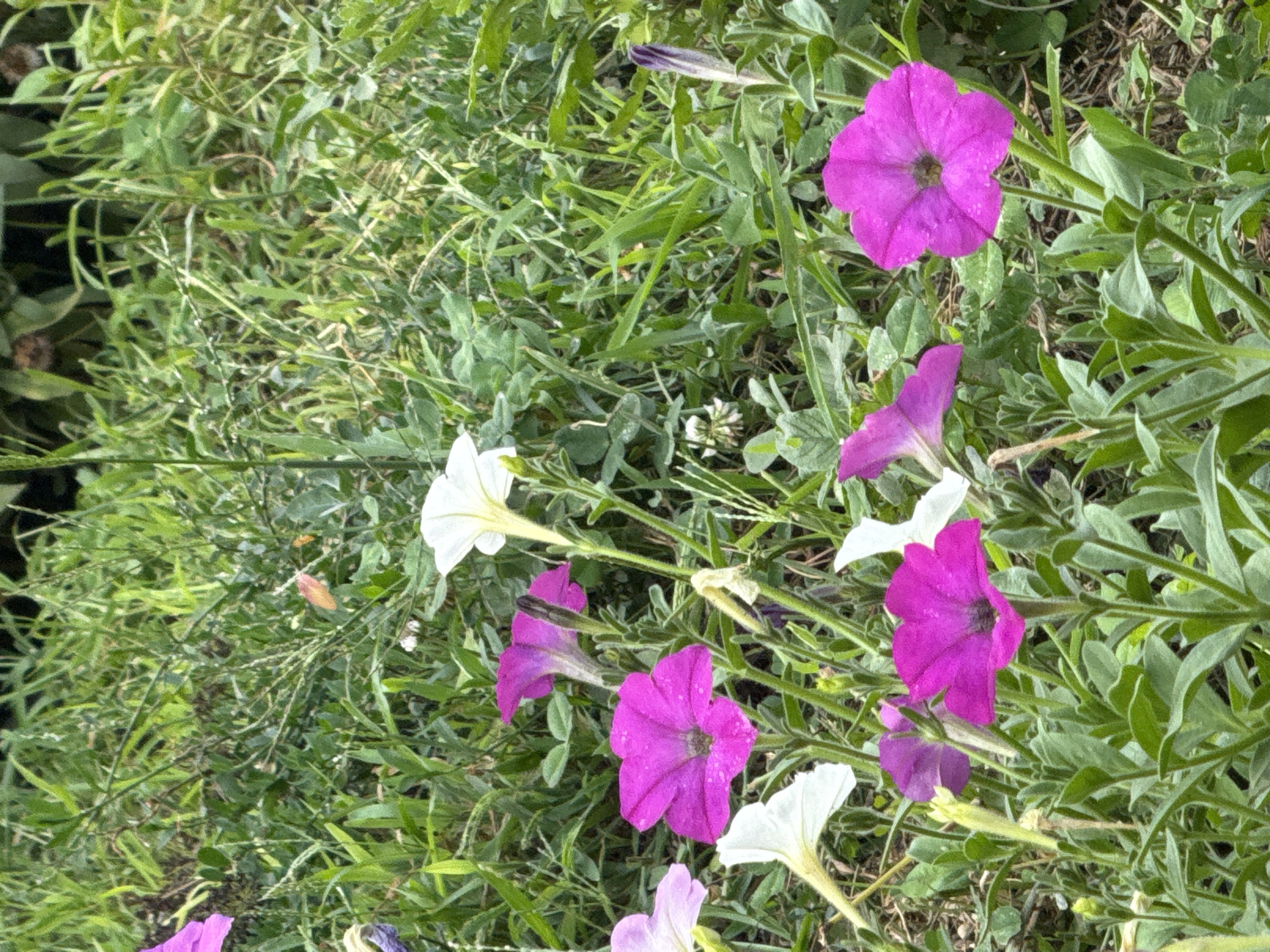 The image shows a close-up of a patch of flowering plants in Vostok, Kyrgyzstan. The plants are predominantly petunias in various shades of pink and purple, with some white flowers also visible. The flowers are in bloom, with some showing water droplets on their petals, suggesting recent rain or watering. The background consists of lush green foliage and grass, indicative of a garden or park setting. The lighting suggests it is daytime, possibly overcast given the soft shadows. There are no people or animals visible in the frame. The overall scene is one of natural beauty and tranquility.