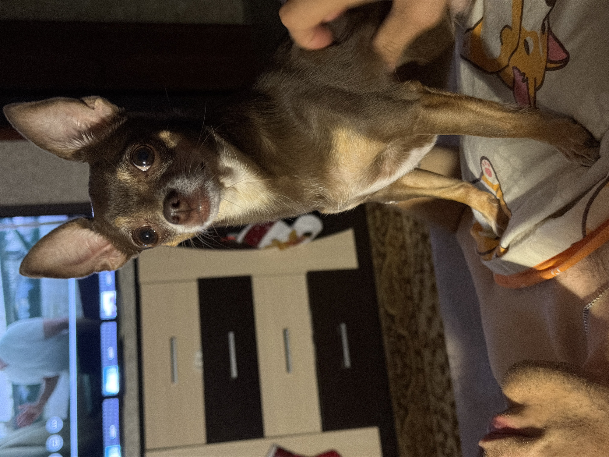A close-up, vertically oriented shot shows a small, brown chihuahua lying on a bed or couch with a person's hand petting its head. The dog's large ears are perked up, and its eyes are wide and dark. It has a light-colored chest and muzzle. The dog is positioned in the foreground, with the person's hand visible from the elbow up. The background includes a blurry television screen displaying a person wearing a white shirt, and a piece of furniture with vertical stripes in beige and dark brown. The setting appears to be indoors, likely a living room or bedroom. The lighting is dim, suggesting it might be evening or nighttime. The overall mood seems calm and intimate, with the person interacting gently with the dog.