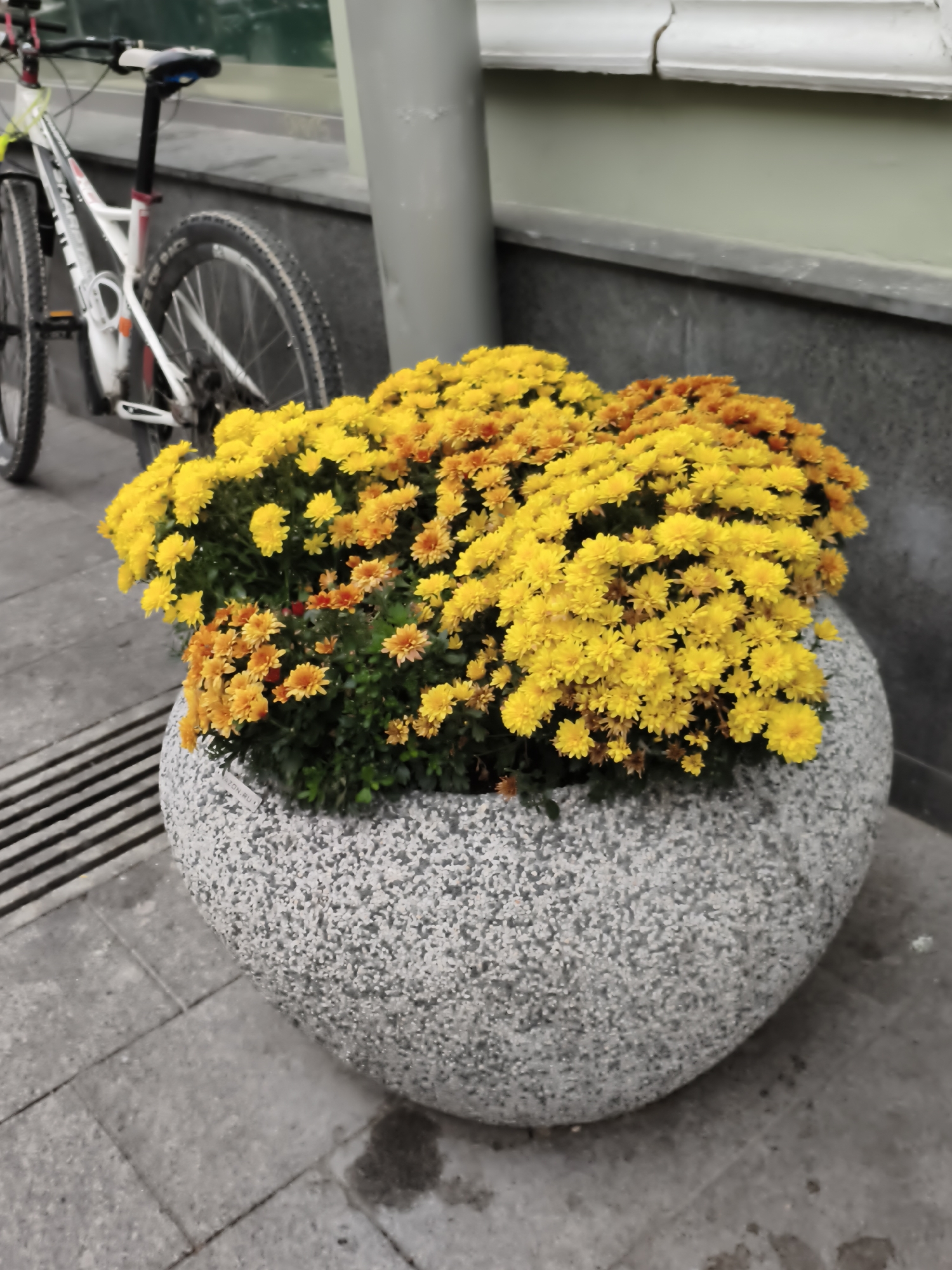 In Moscow, Russia, on a paved sidewalk, a large, egg-shaped concrete planter overflows with bright yellow and orange chrysanthemums. The planter sits to the right of a white bicycle with black tires and red accents, which is leaning against a textured gray building facade. Behind the planter and bicycle, a ribbed metal grate is visible on the sidewalk. The overall scene suggests an urban outdoor setting.