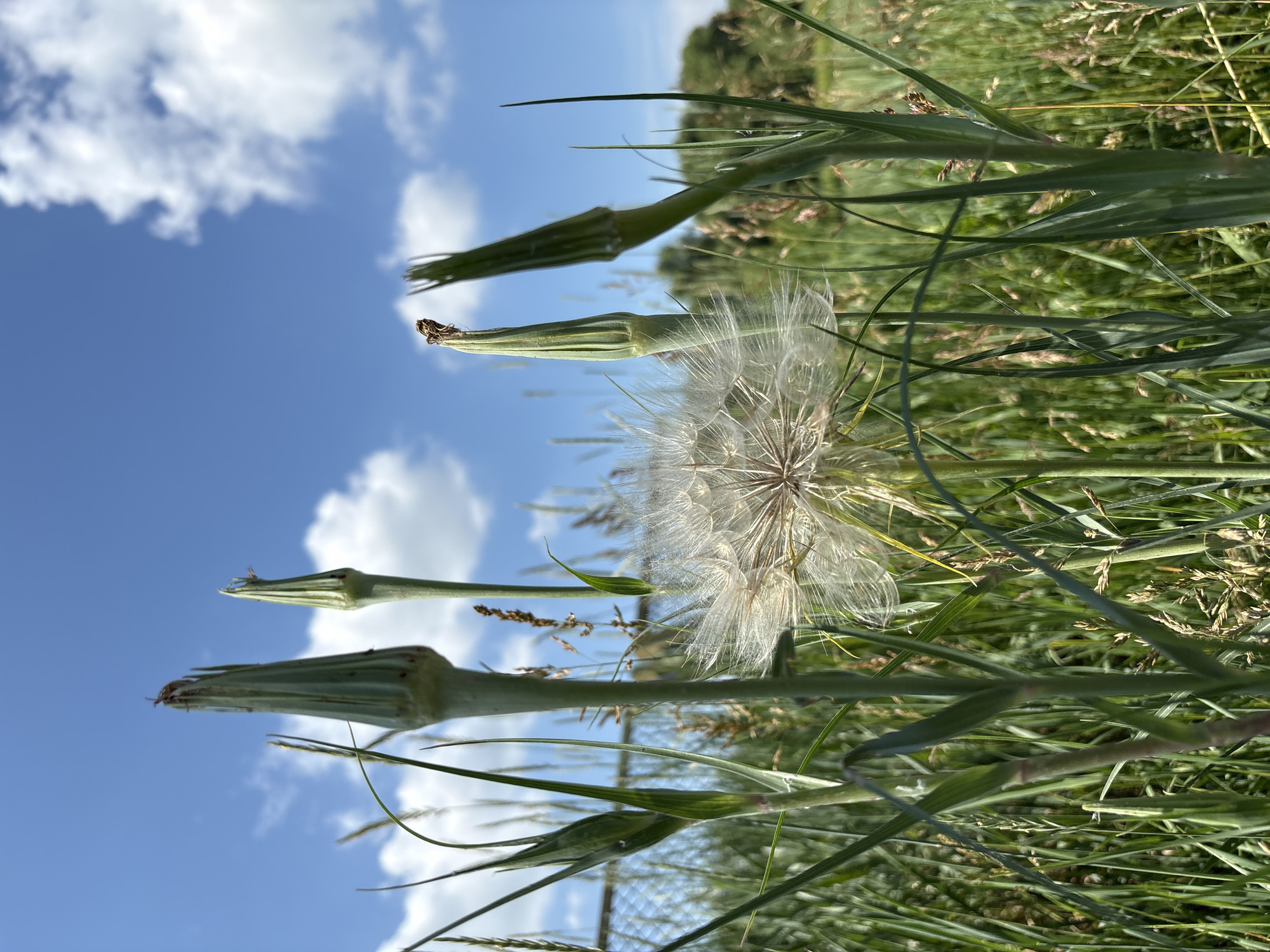 The image depicts a low-angle view of a field with tall grass and a large, fluffy dandelion seed head in the center. Several unopened dandelion buds are visible, some with small insects on top. The sky is blue with scattered white clouds. The scene appears to be an outdoor natural environment, likely a meadow or field, under a bright sky.