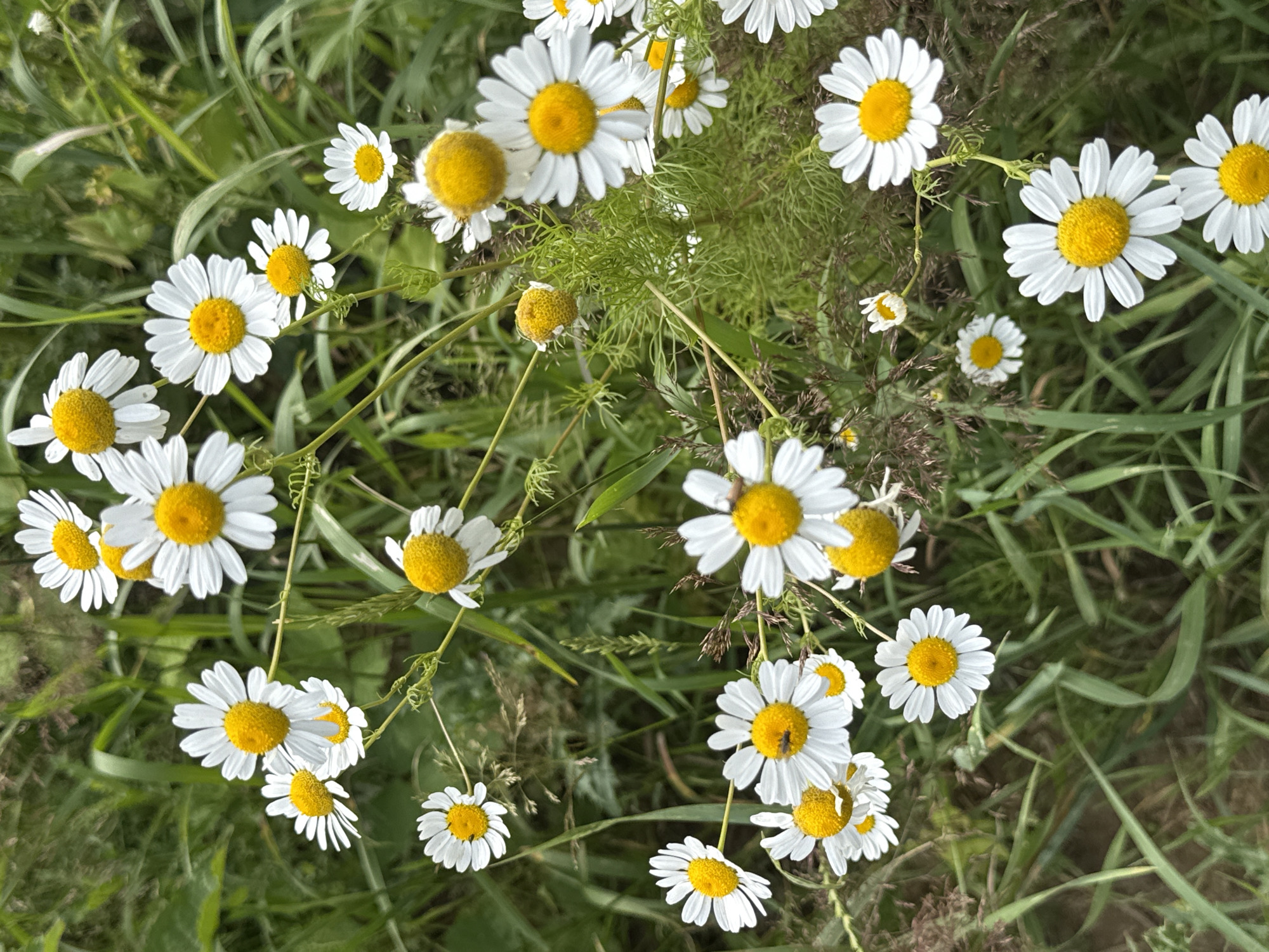 The image shows a close-up view of a field of white daisies with yellow centers, growing amongst lush green grass and vegetation. The daisies are in various stages of bloom, with some fully open and others still budding. The lighting suggests it is daytime, likely overcast or with diffused sunlight, as there are no harsh shadows. The overall impression is one of natural beauty and tranquility. The specific location is not discernible from the image alone, but if this scene is indeed in Kołczewo, Poland, it would be a typical representation of the natural flora found in such a rural or semi-rural Polish setting during the warmer months.