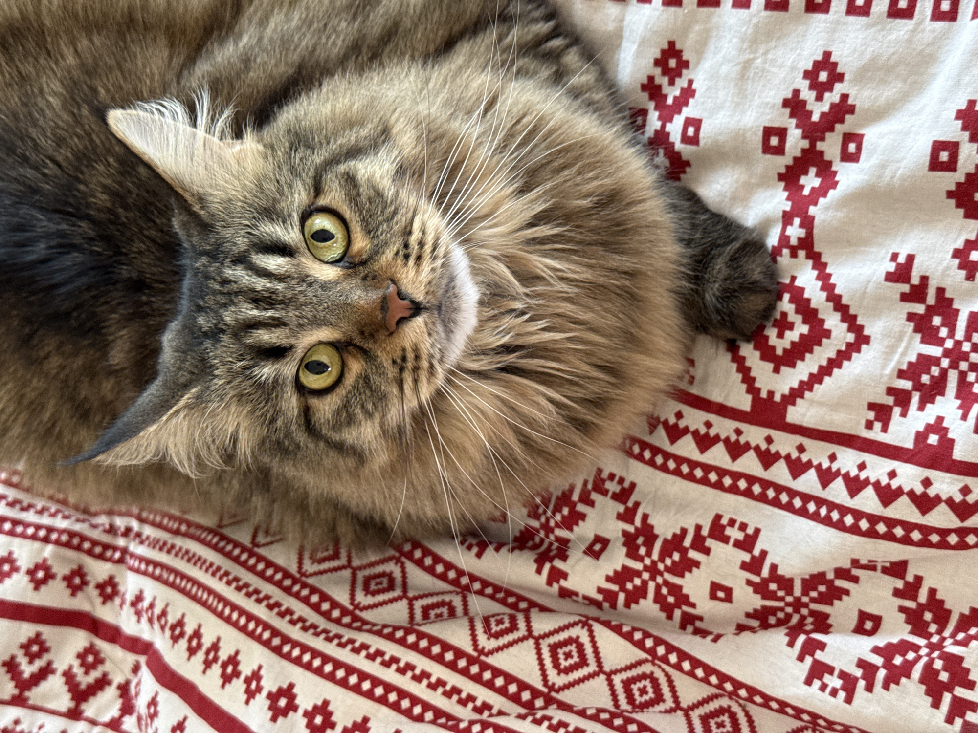 A medium shot of a tabby cat with green eyes lying on a white blanket with a red patterned design. The cat is looking up at the camera. The cat's fur is long and brown, with white whiskers. The blanket has horizontal red lines and red snowflake-like patterns. The location is indiscernible as there is no information in the image to suggest a location in Izhevsk, Russia.