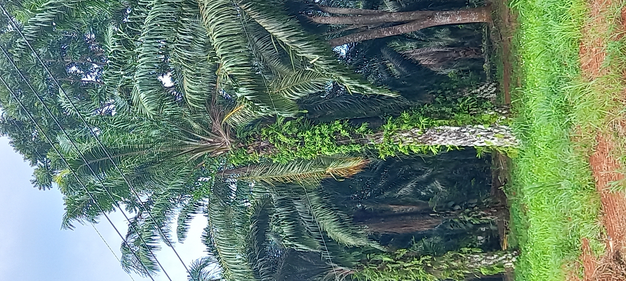 The image shows a verdant scene, likely an oil palm plantation near Plai Phraya, Thailand. A mature oil palm tree dominates the center of the frame, its fronds cascading downwards. A vine grows up the trunk. Power lines crisscross the top left of the frame. Other palm trees form a dense backdrop. Grass and a dirt path are visible on the right side.
