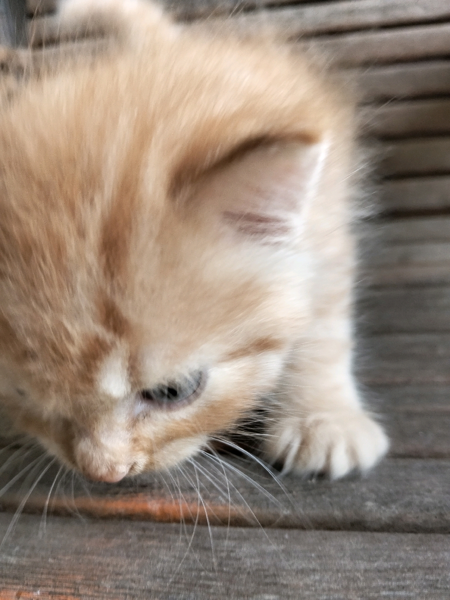 A close-up, eye-level shot captures a ginger kitten with soft fur, its head bowed. The kitten's left eye is visible, with a dark pupil. Its pink nose and long white whiskers are prominent. The kitten is positioned on a weathered wooden surface, likely outdoors, as indicated by the parallel lines of the wooden planks. The background consists of more wooden planks, creating a textured, horizontal pattern. The scene appears to be situated in Arang Limbung, Indonesia, though no specific landmarks are identifiable. No people or other animals are present.
