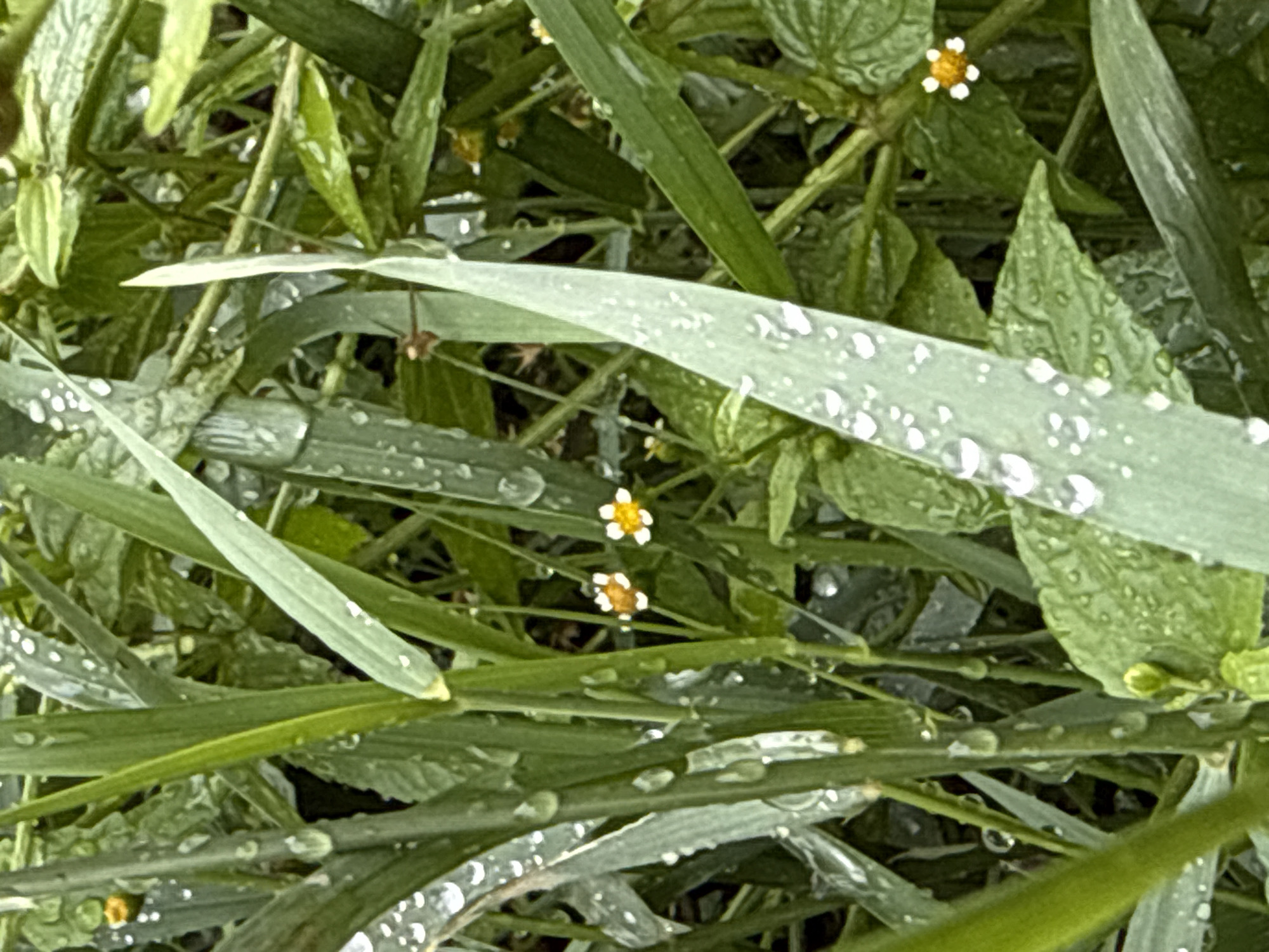 The image is a close-up, eye-level shot of wet green grass and foliage, likely taken in a park or garden in Chaikovsky, Russia. The plants are covered in numerous water droplets, suggesting recent rain or dew. Several small, white-petaled flowers with yellow centers are visible scattered amongst the greenery. The lighting is soft and diffused, creating a natural and slightly damp atmosphere. There are no people or animals present in the image. The background is a blur of more green vegetation, emphasizing the detail of the foreground. The overall impression is one of a serene, natural scene after a rainfall.