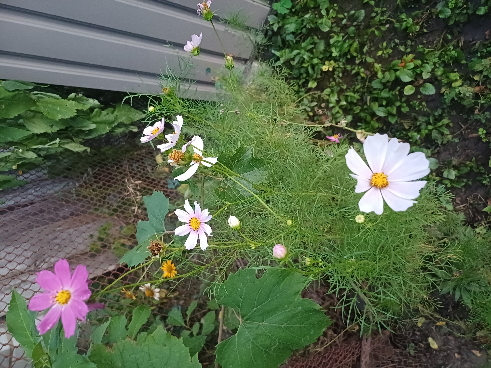 A medium shot captures a cluster of cosmos flowers in varying stages of bloom, situated in a garden area adjacent to a grey metal fence. In the foreground, a large, pale pink cosmos flower with a yellow center faces the viewer, its delicate petals slightly curled. To its left, a prominent, dark green, heart-shaped leaf dominates the lower left quadrant of the image. Behind these, a dense growth of feathery, light green foliage forms the main body of the cosmos plant. Several other cosmos flowers are visible: one a vibrant magenta with a yellow center, positioned higher and to the left, and several smaller, pale pink or white blossoms scattered throughout the middle ground, some in full bloom and others as buds. Dried seed heads and smaller yellow flowers add texture to the scene. A brown wire mesh fence, partially obscured by greenery, runs along the background. The ground beneath the plants is dark earth, with patches of small green ground cover. The overall impression is one of a natural, slightly unkempt garden setting, likely in the village of Sulymivka, Ukraine. There are no people or animals visible in the image.