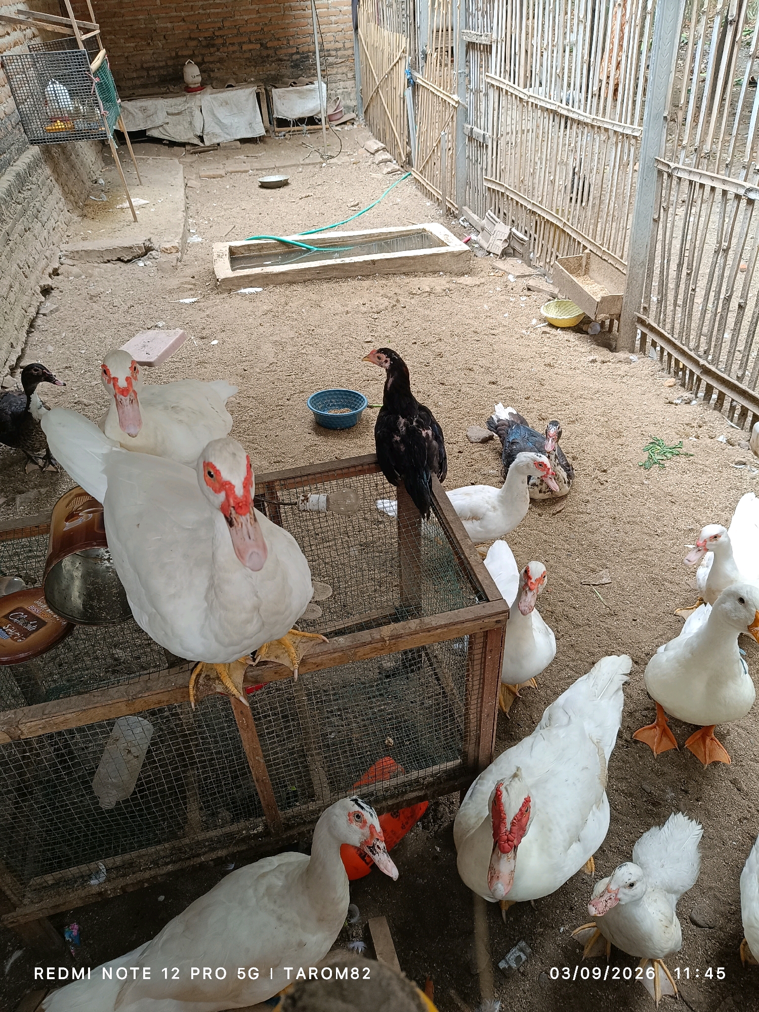The image depicts an outdoor enclosure for poultry in Rejoagung, Indonesia. The ground is covered in sand and dirt, with several ducks and at least one chicken present. In the foreground, a large white duck with red facial caruncles is prominently featured, standing on a wire cage. To its left, another large white duck with similar markings is also on the cage. Several other white ducks are scattered throughout the scene, some standing and others sitting. One black chicken with brown markings stands near a blue bowl in the middle ground. A darker, multi-colored duck is visible behind the chicken. The enclosure is surrounded by a bamboo fence in the background. Various objects are present, including a water trough, feeders, a plastic bottle, and a metal container. The image is timestamped "03/09/2026 11:45".