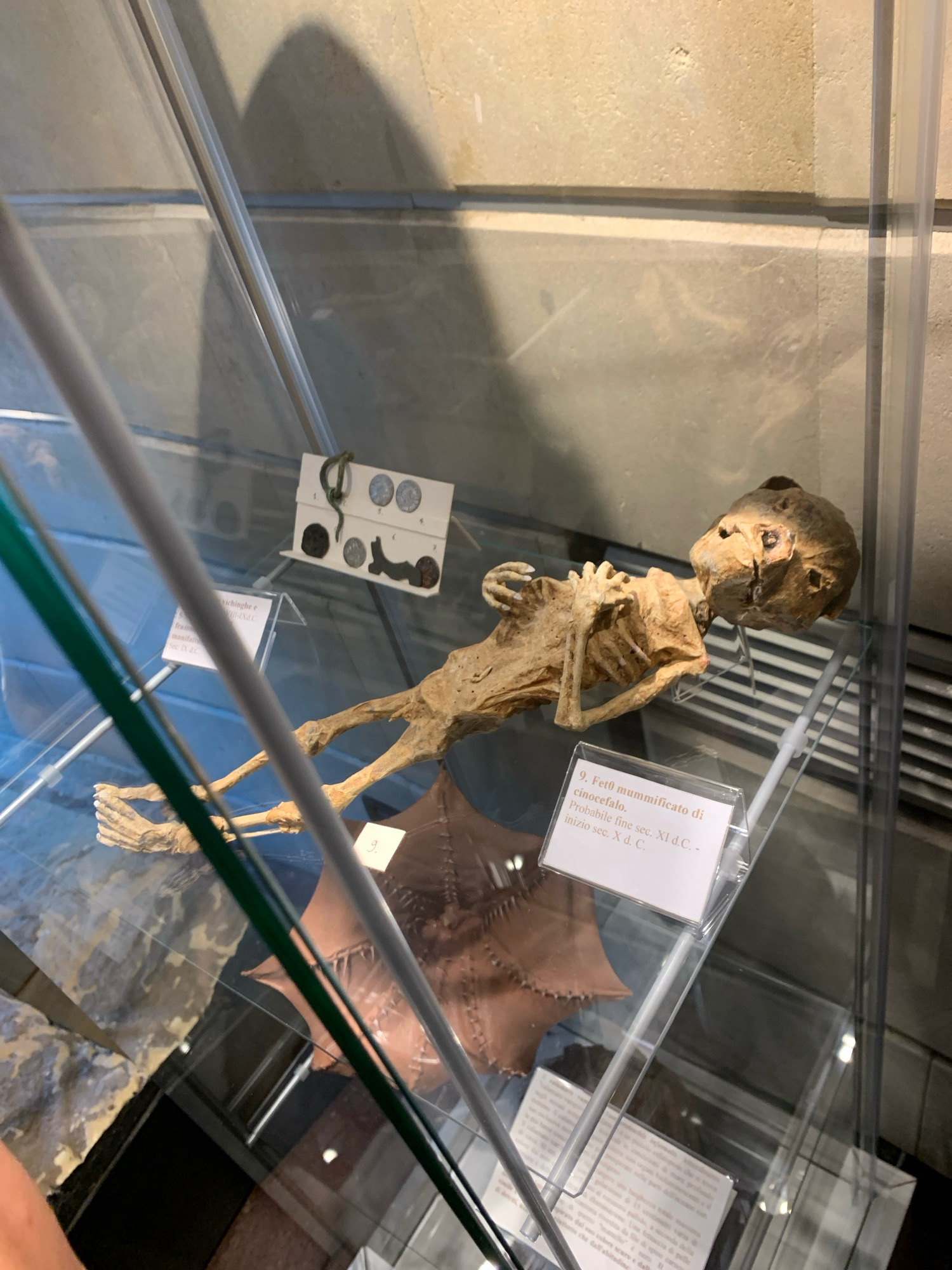 A mummified infant is displayed in a glass case in the Museum of State, City of San Marino. The infant is positioned on its back, with its arms crossed over its chest and its legs extended. The mummy is dry and brittle, with visible bones and skin. A small card with Italian text is placed in front of the mummy. To the left of the mummy, a large, brown, star-shaped object is visible. The background consists of a stone wall and part of the museum's display infrastructure, including metal poles and glass panels.